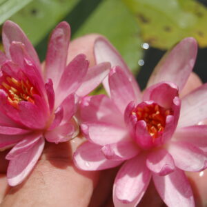 acheter nymphaea Red Delicious for sale buy on line (8)