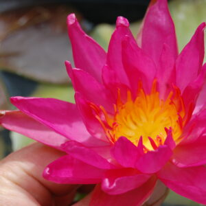 acheter nymphaea Red Super Star for sale buy on line (10)