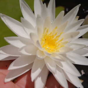 acheter nymphaea Sugar Crystal for sale buy on line (1)