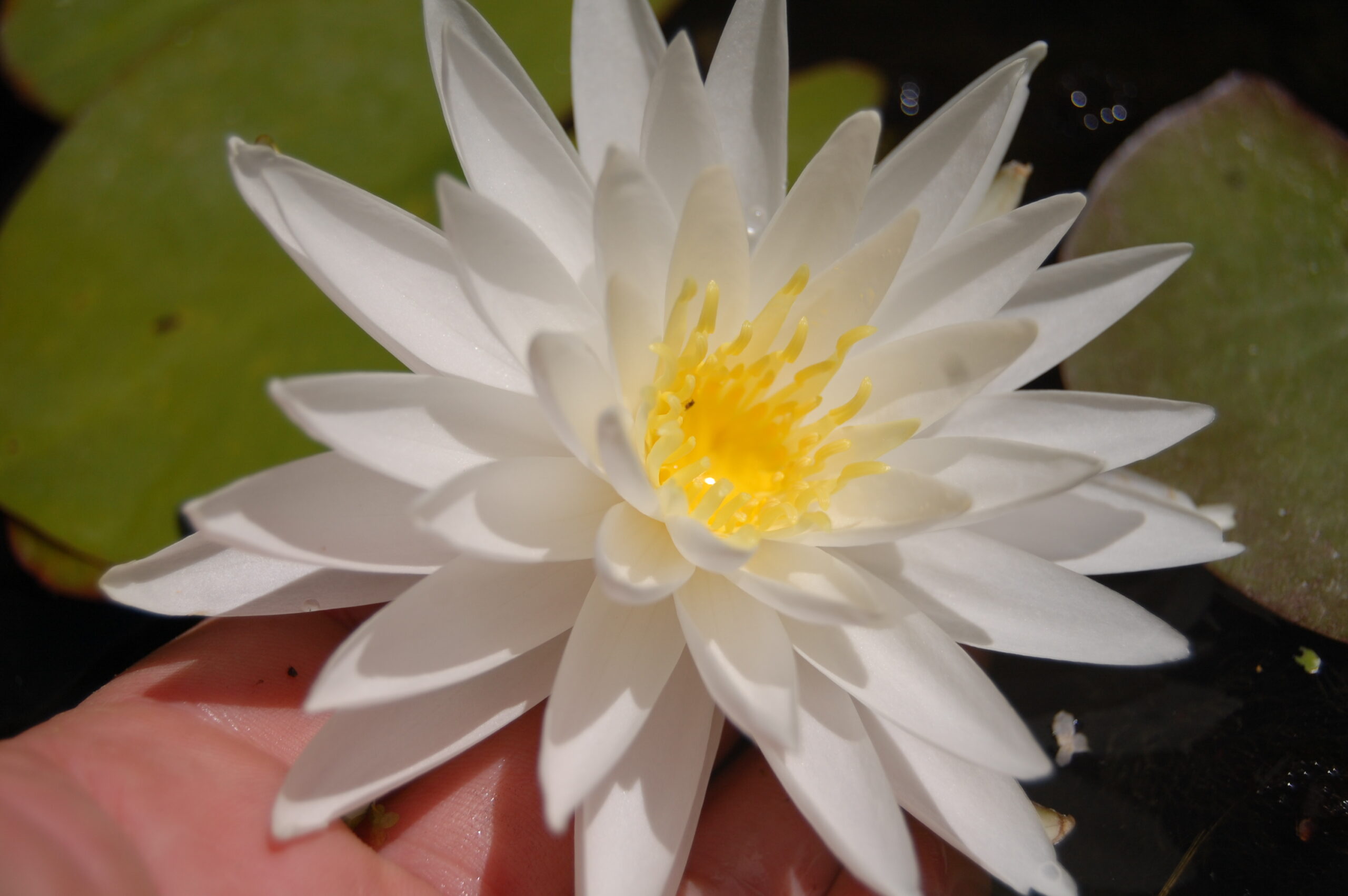 acheter nymphaea Sugar Crystal for sale buy on line (1)