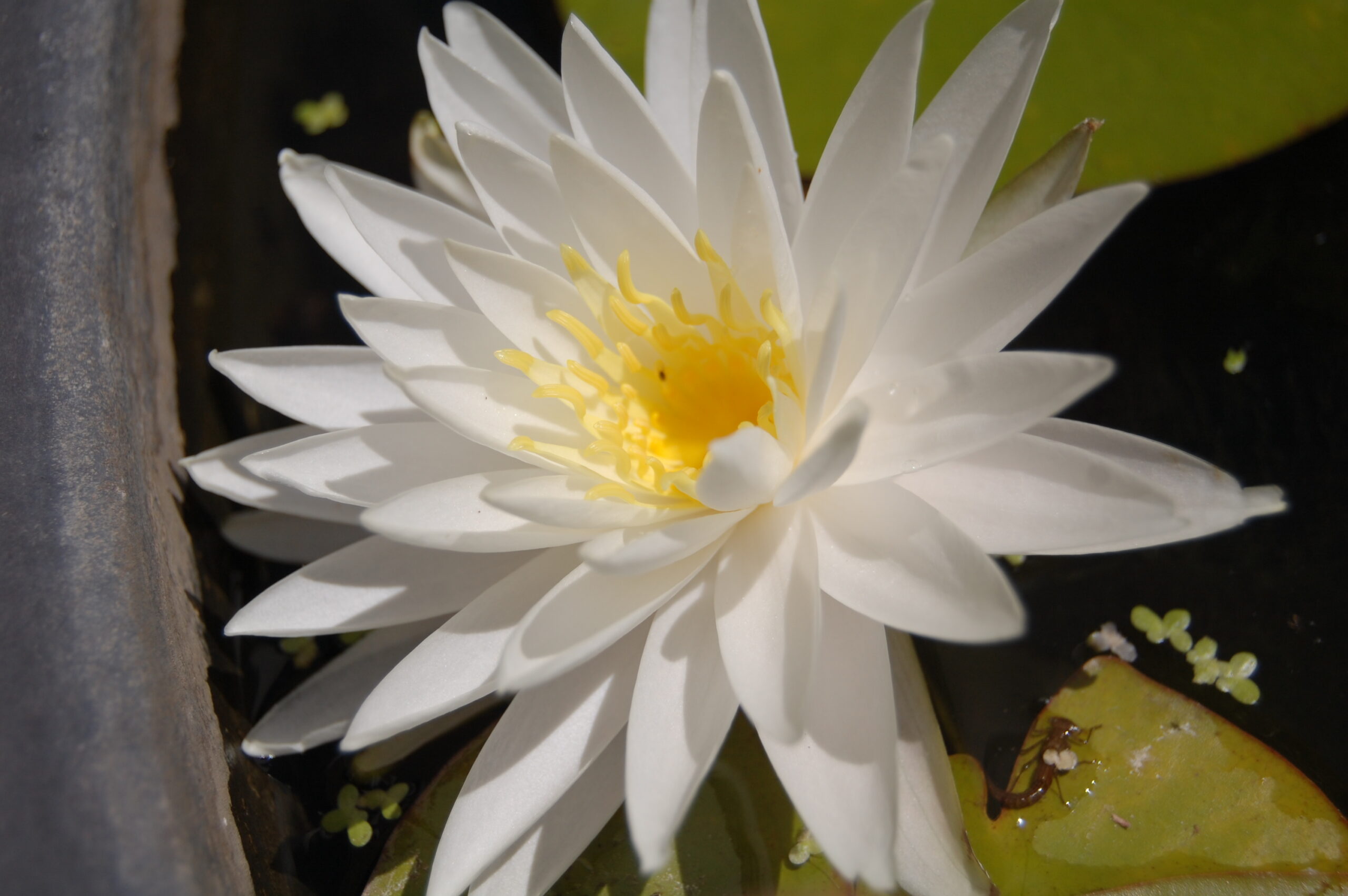 acheter nymphaea Sugar Crystal for sale buy on line (10)
