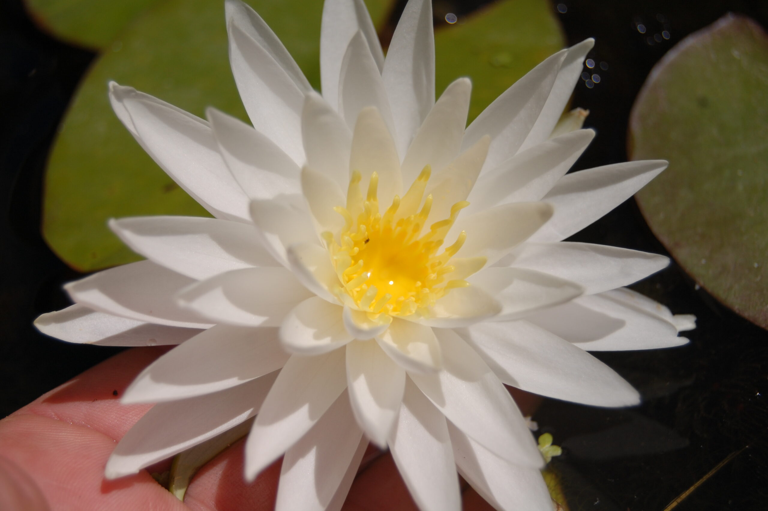 acheter nymphaea Sugar Crystal for sale buy on line (11)