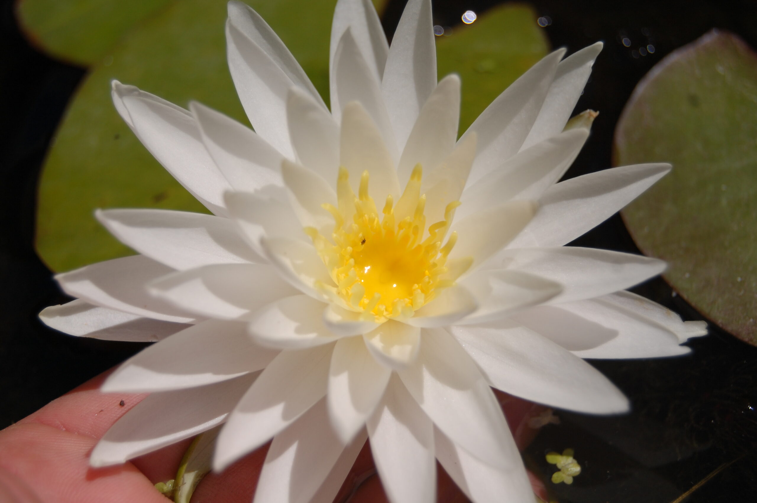 acheter nymphaea Sugar Crystal for sale buy on line (12)