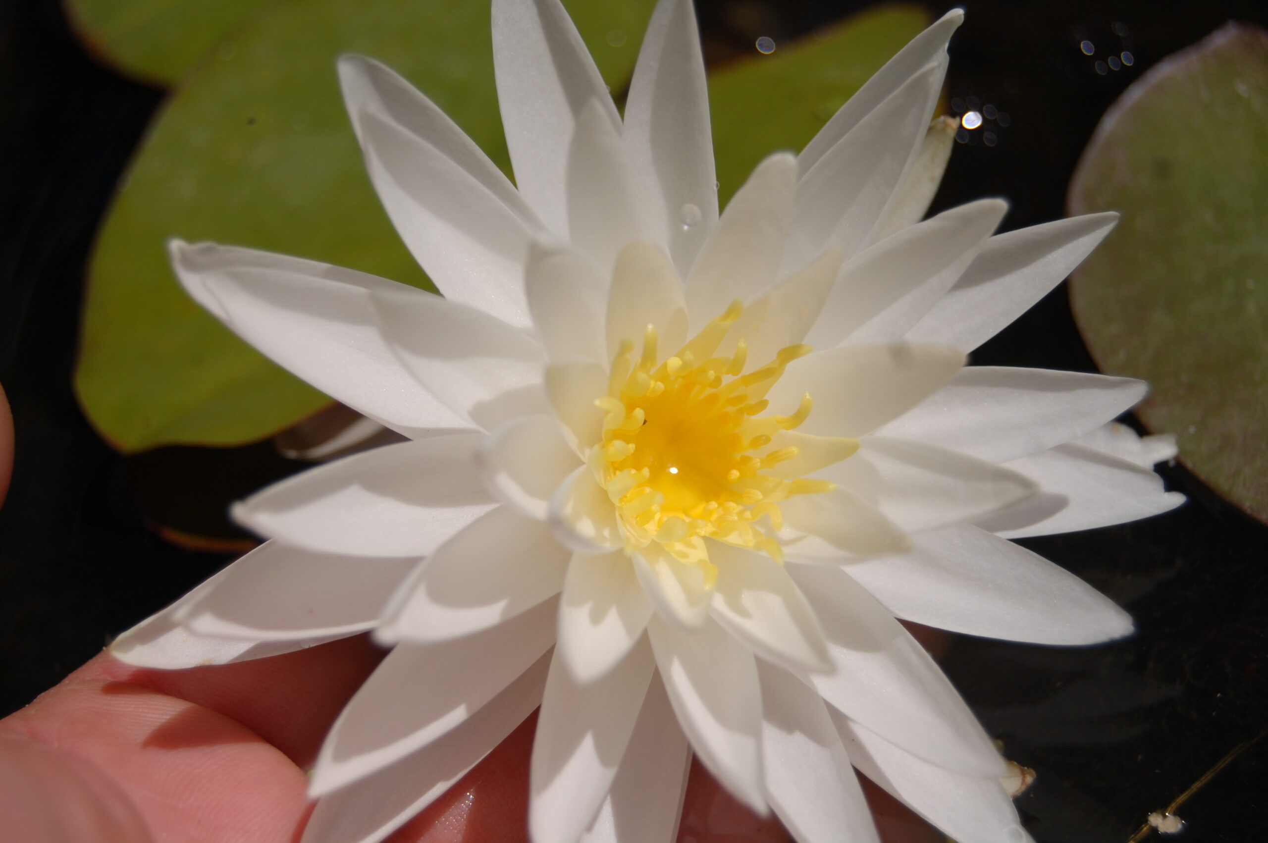 acheter nymphaea Sugar Crystal for sale buy on line (13)