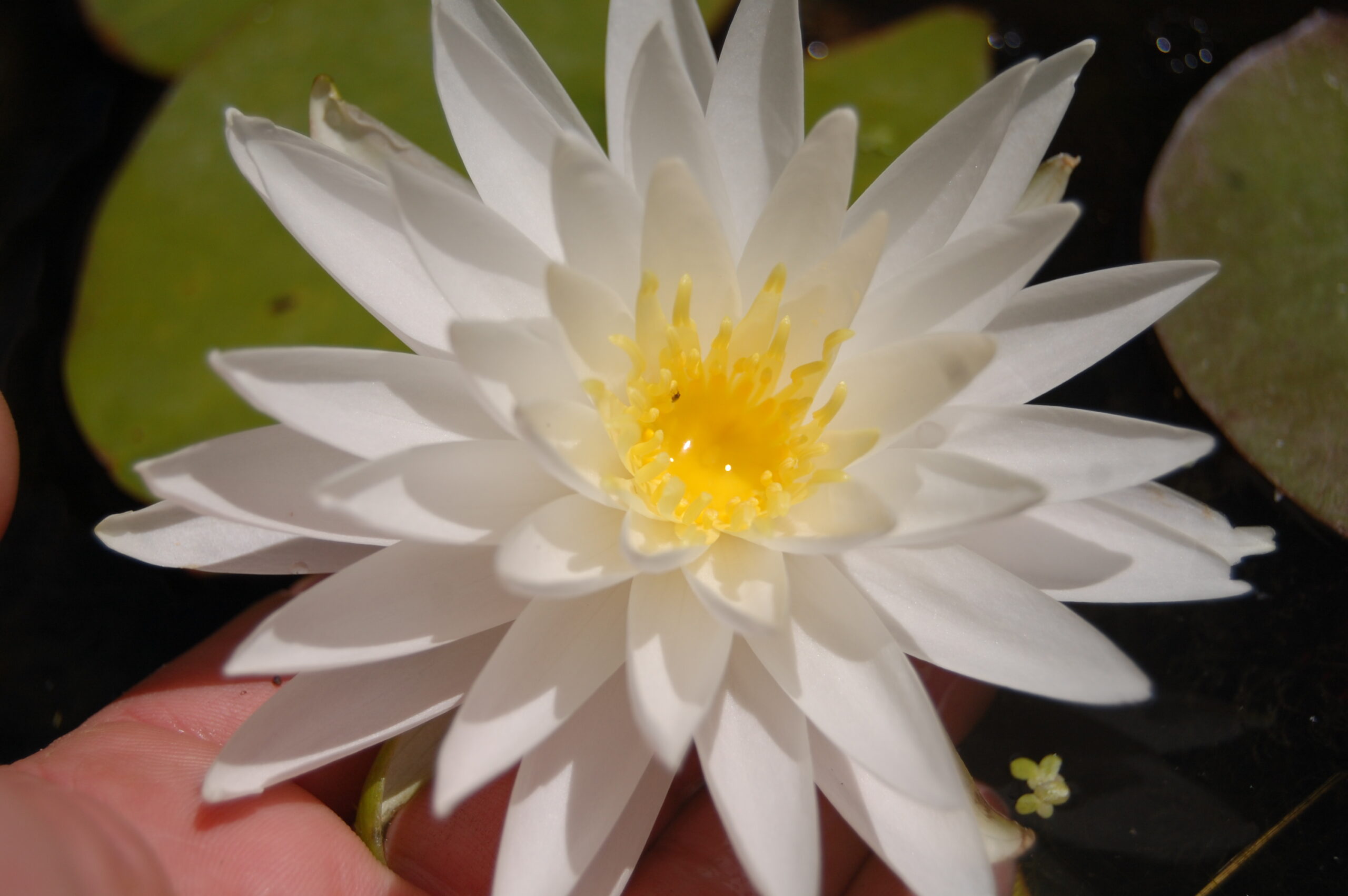 acheter nymphaea Sugar Crystal for sale buy on line (14)