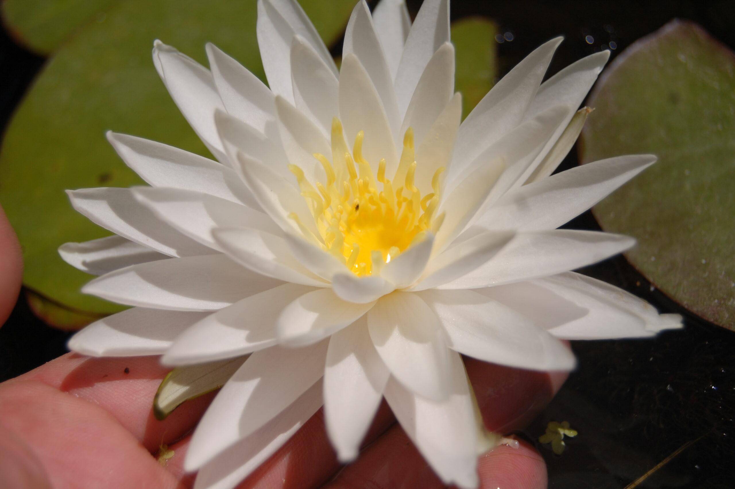 acheter nymphaea Sugar Crystal for sale buy on line (15)