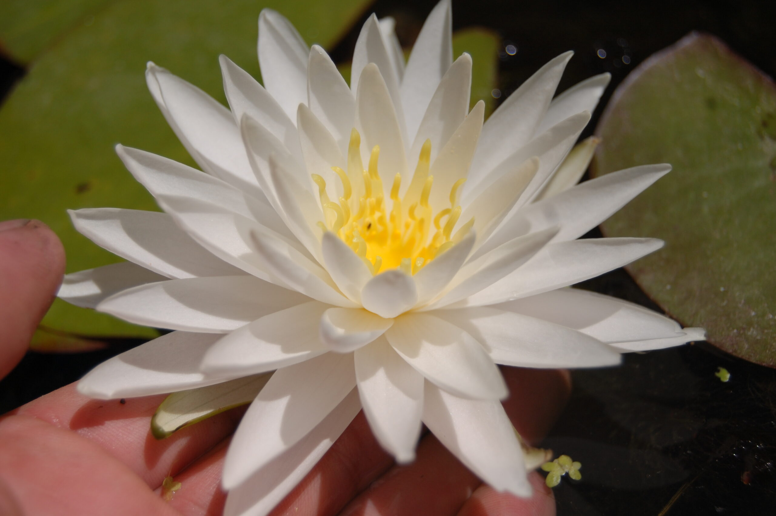 acheter nymphaea Sugar Crystal for sale buy on line (16)