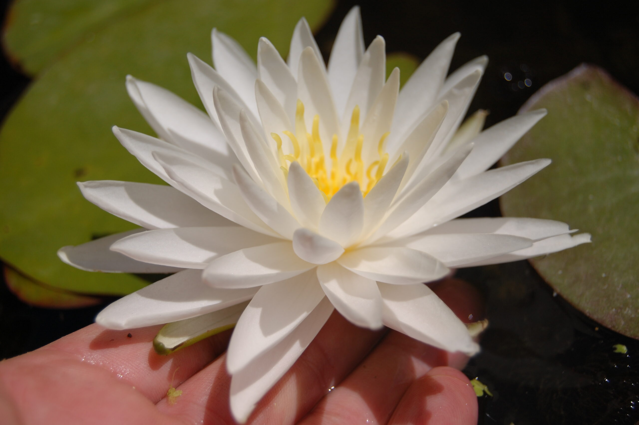 acheter nymphaea Sugar Crystal for sale buy on line (17)