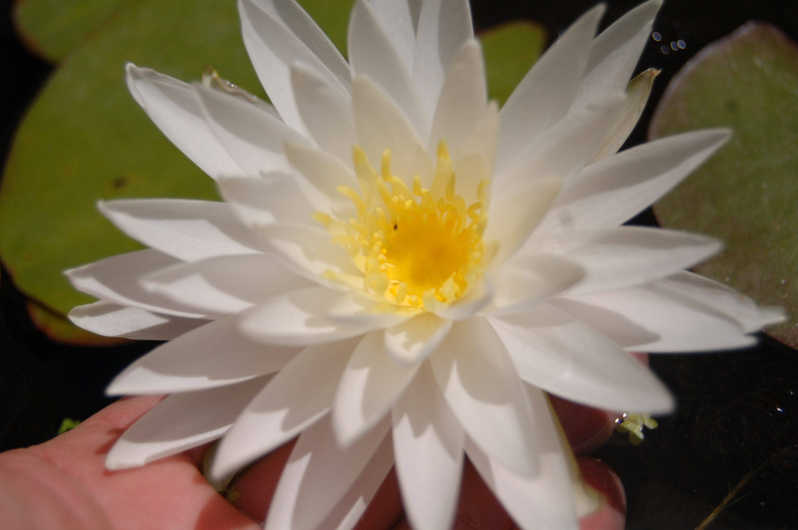 acheter nymphaea Sugar Crystal for sale buy on line (2)
