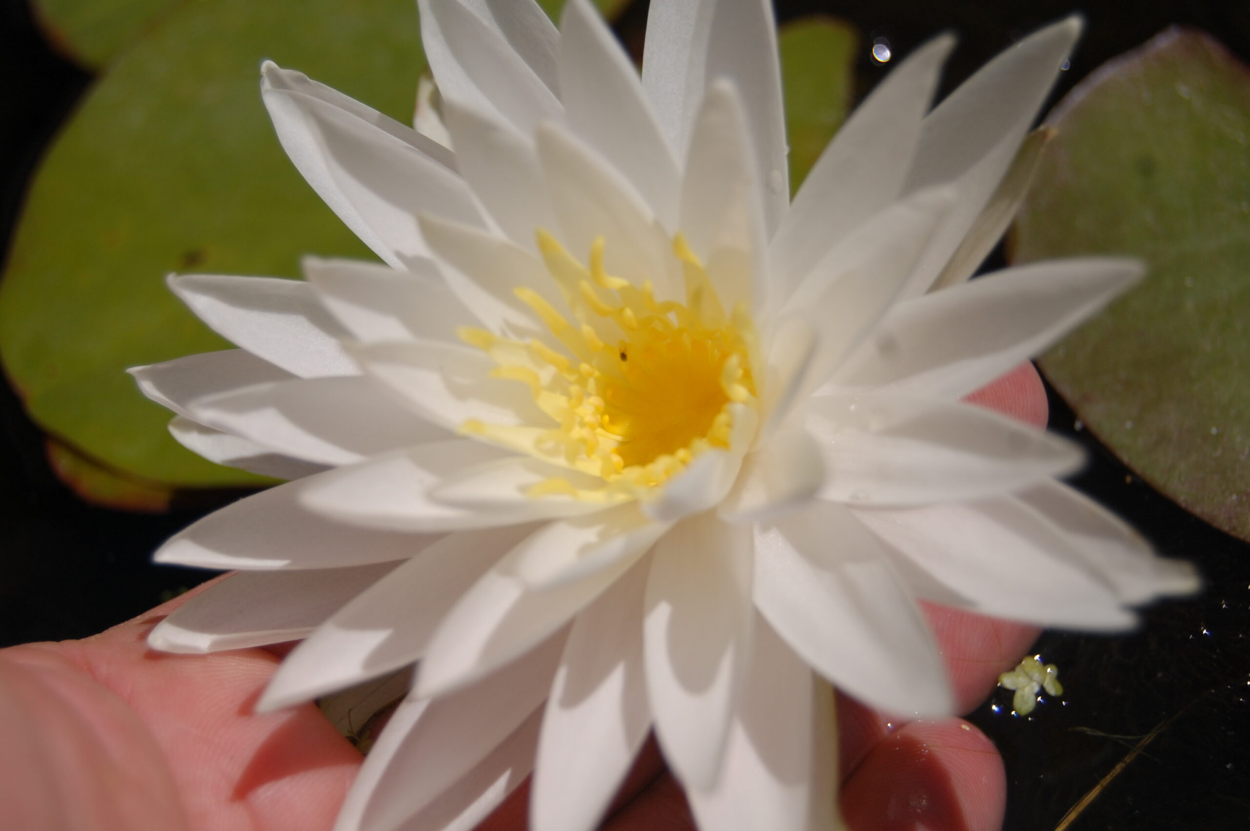 acheter nymphaea Sugar Crystal for sale buy on line (3)