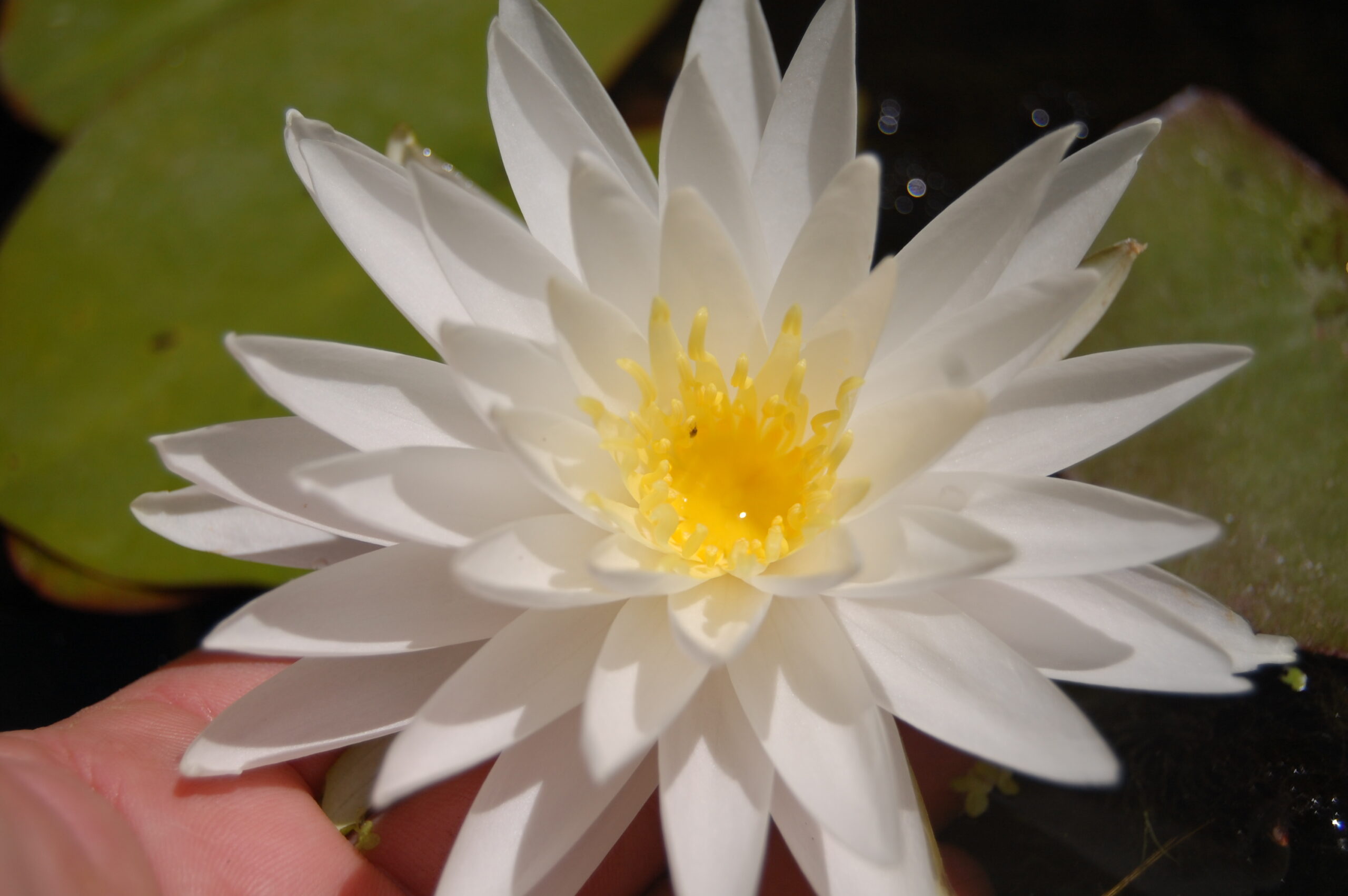 acheter nymphaea Sugar Crystal for sale buy on line (4)