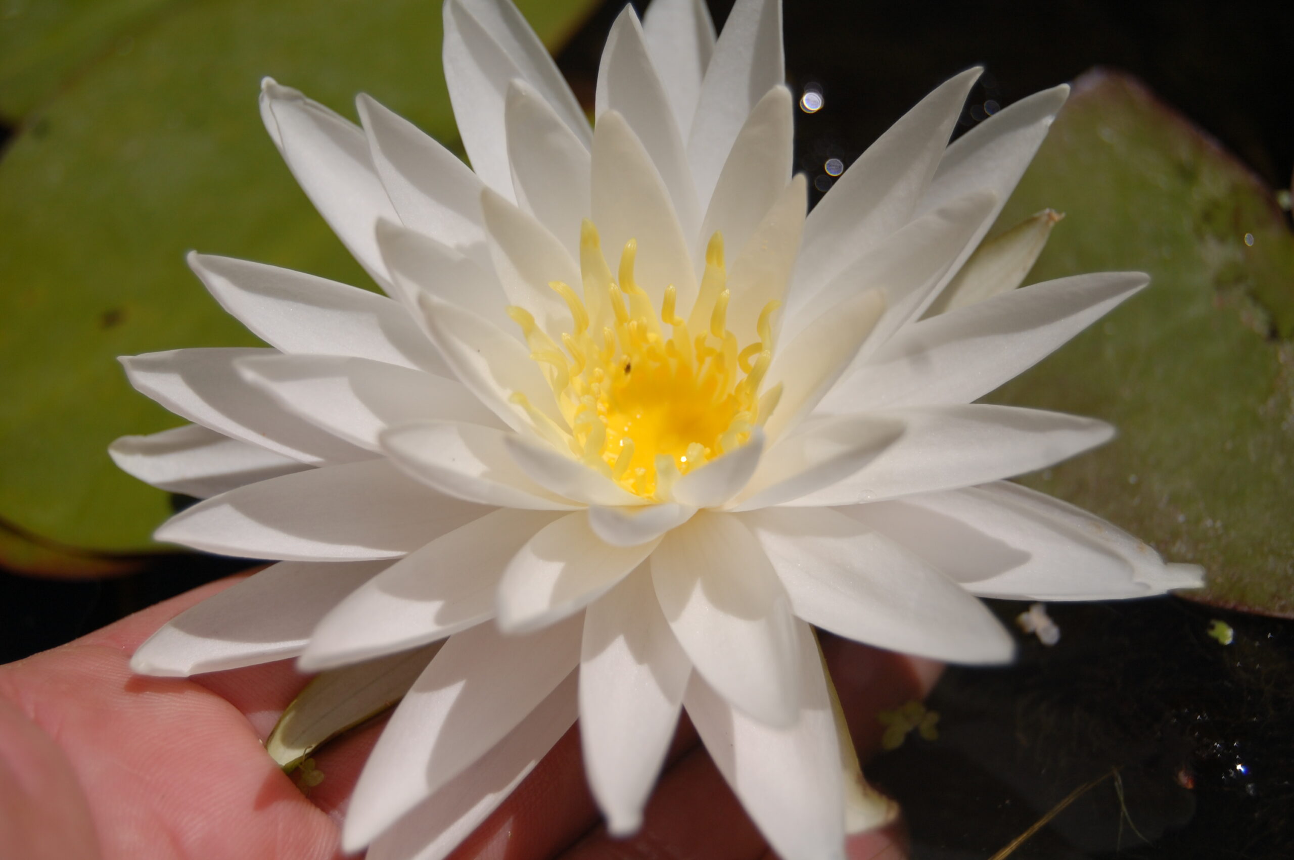 acheter nymphaea Sugar Crystal for sale buy on line (5)