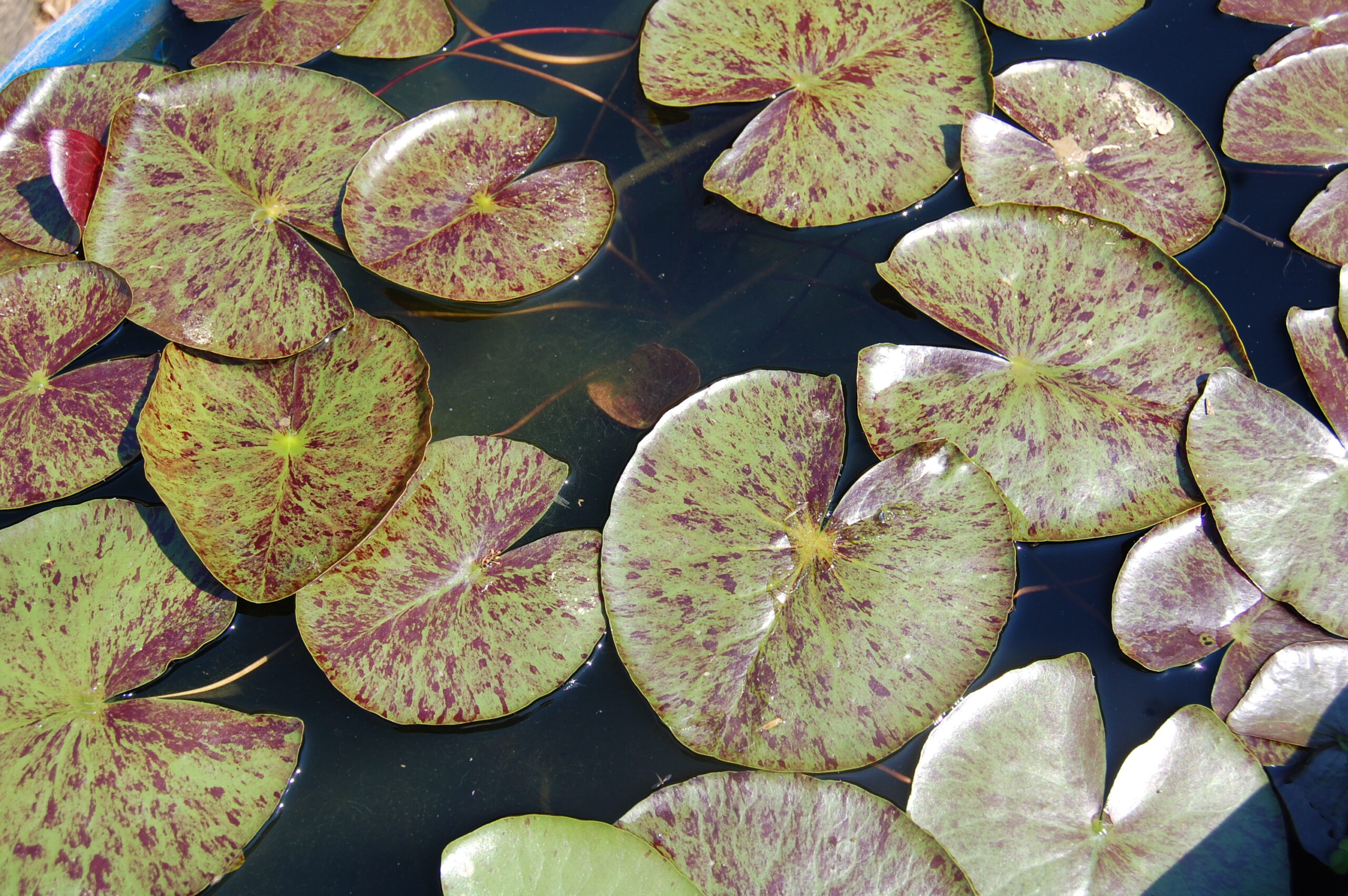 acheter nymphaea Thongsup for sale buy on line (1)