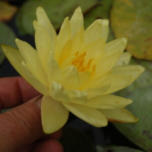 acheter nymphaea Thongsup for sale buy on line (14)