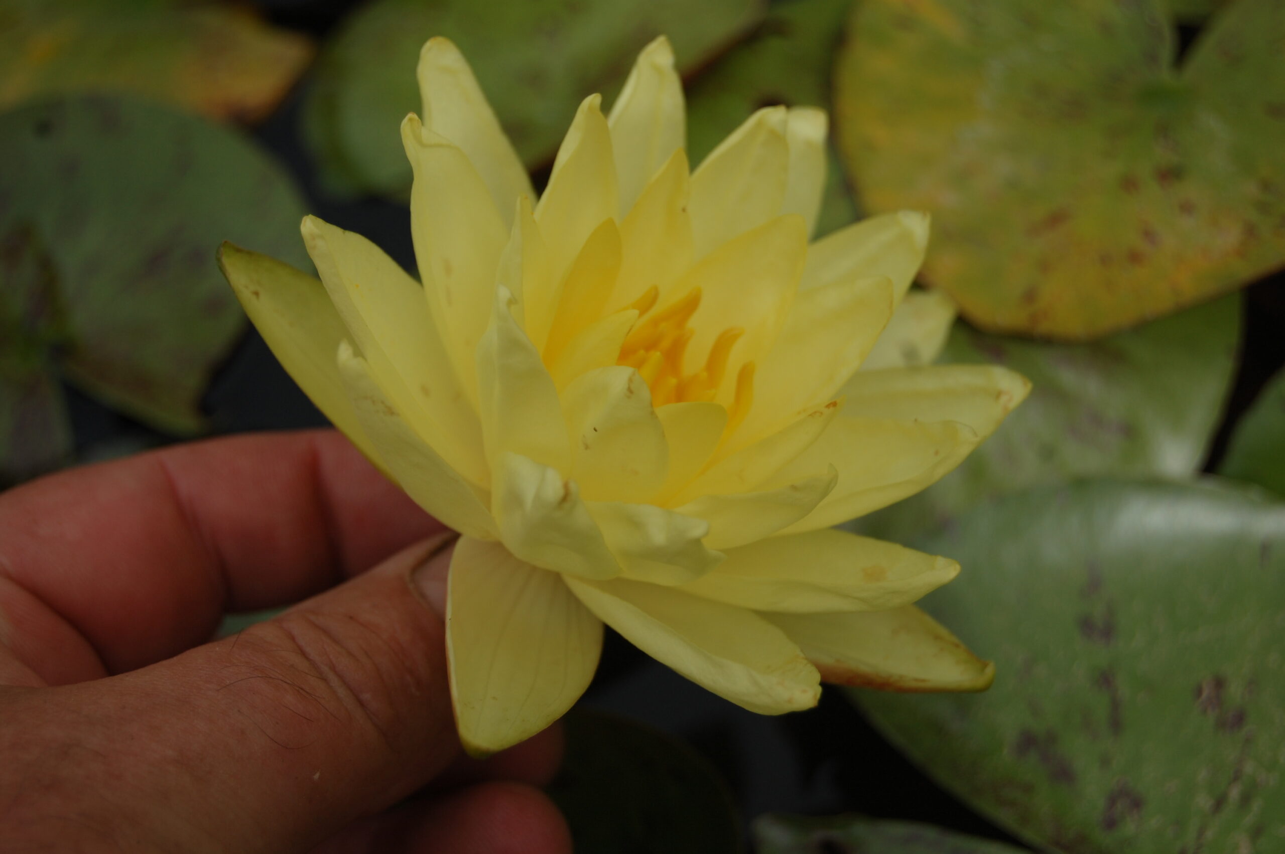 acheter nymphaea Thongsup for sale buy on line (14)