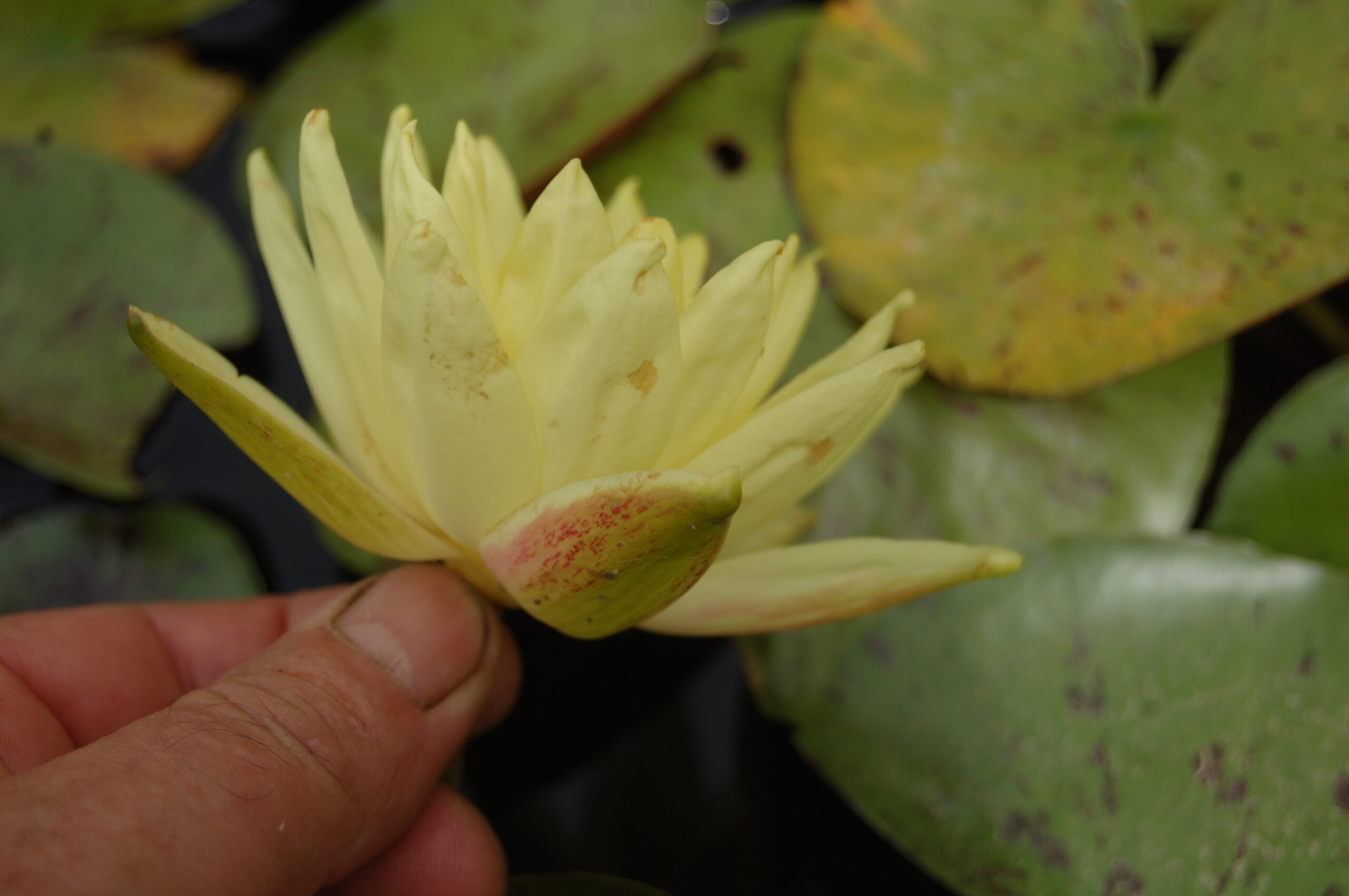acheter nymphaea Thongsup for sale buy on line (16)