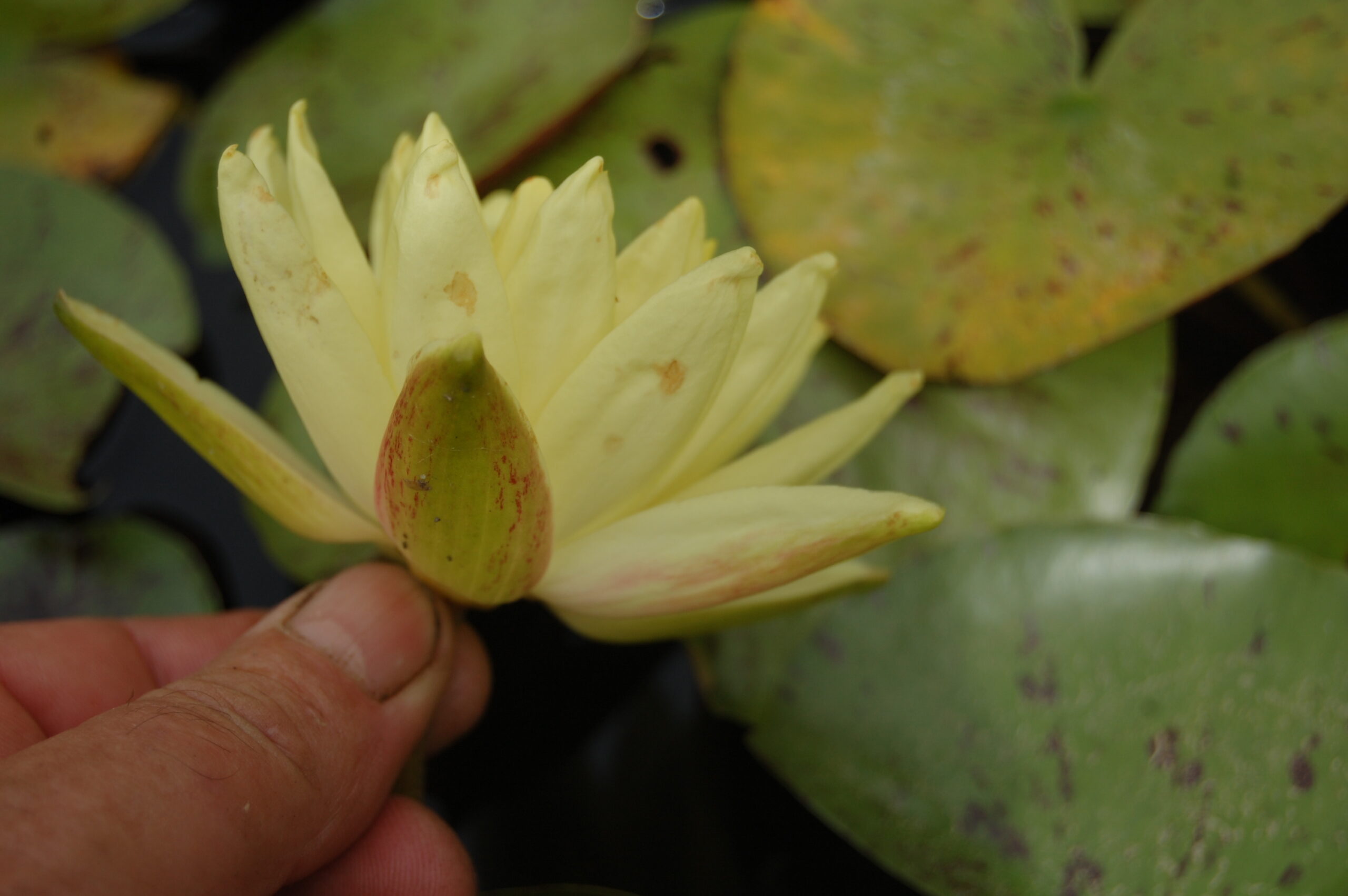 acheter nymphaea Thongsup for sale buy on line (17)