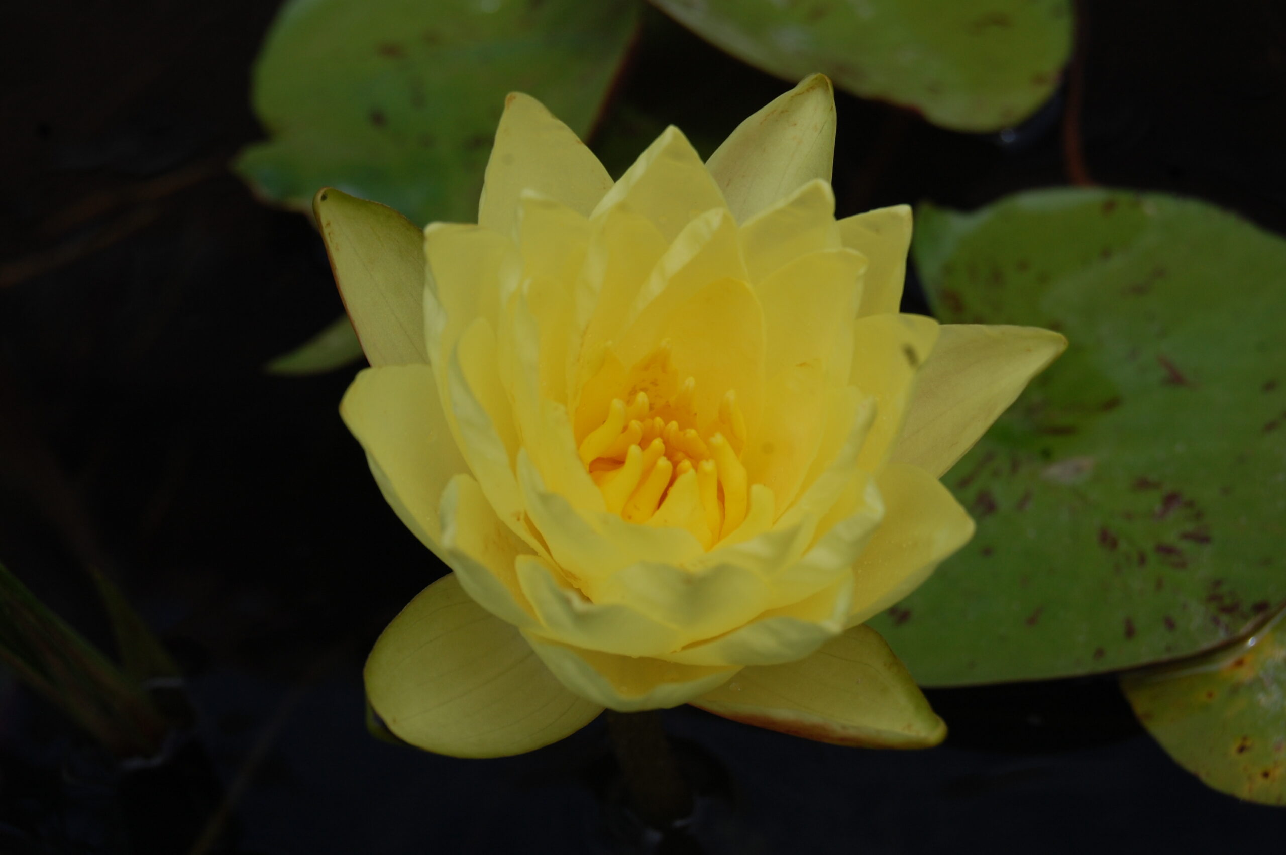 acheter nymphaea Thongsup for sale buy on line (2)