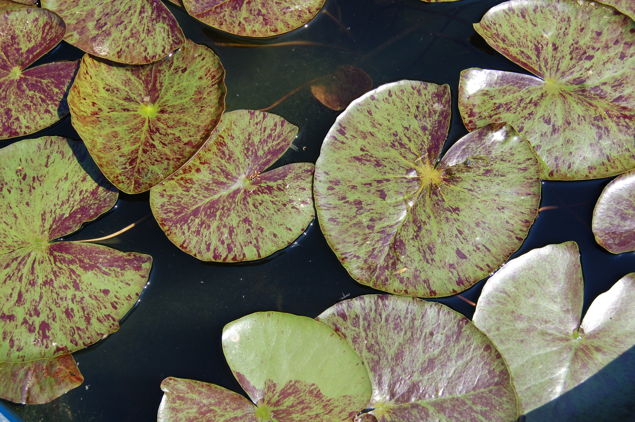 acheter nymphaea Thongsup for sale buy on line (22)