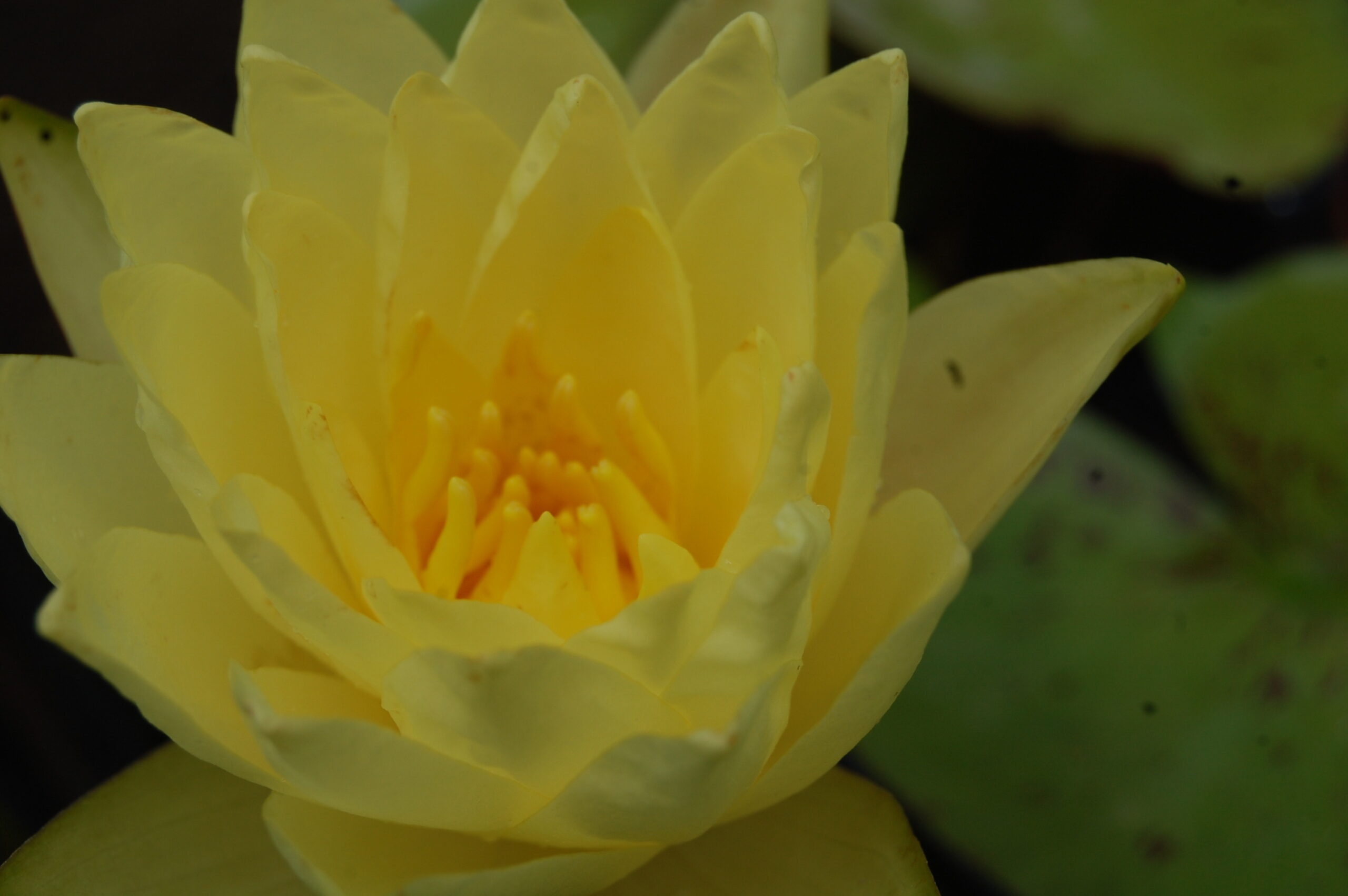 acheter nymphaea Thongsup for sale buy on line (4)