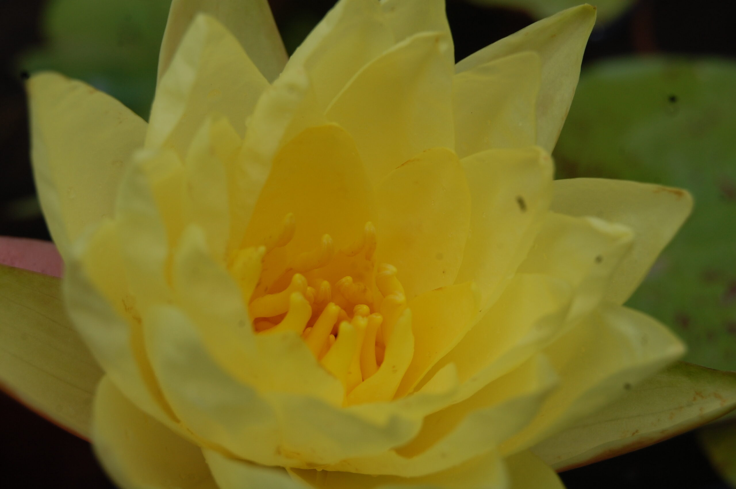 acheter nymphaea Thongsup for sale buy on line (5)