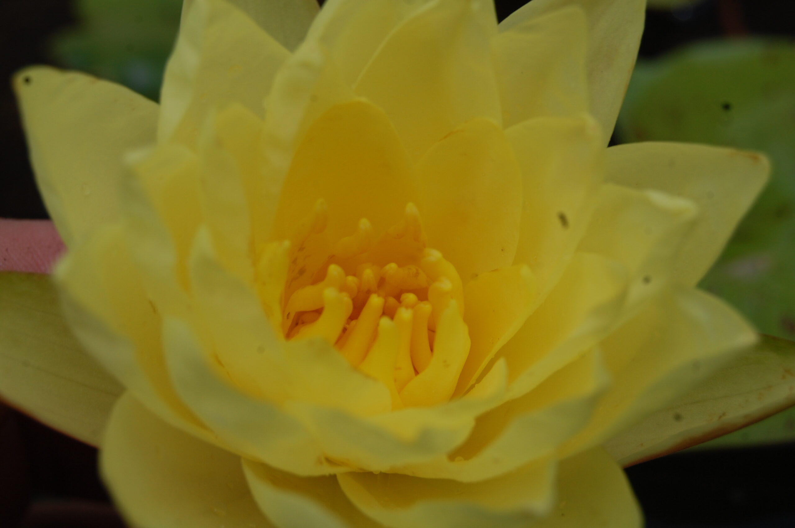 acheter nymphaea Thongsup for sale buy on line (6)