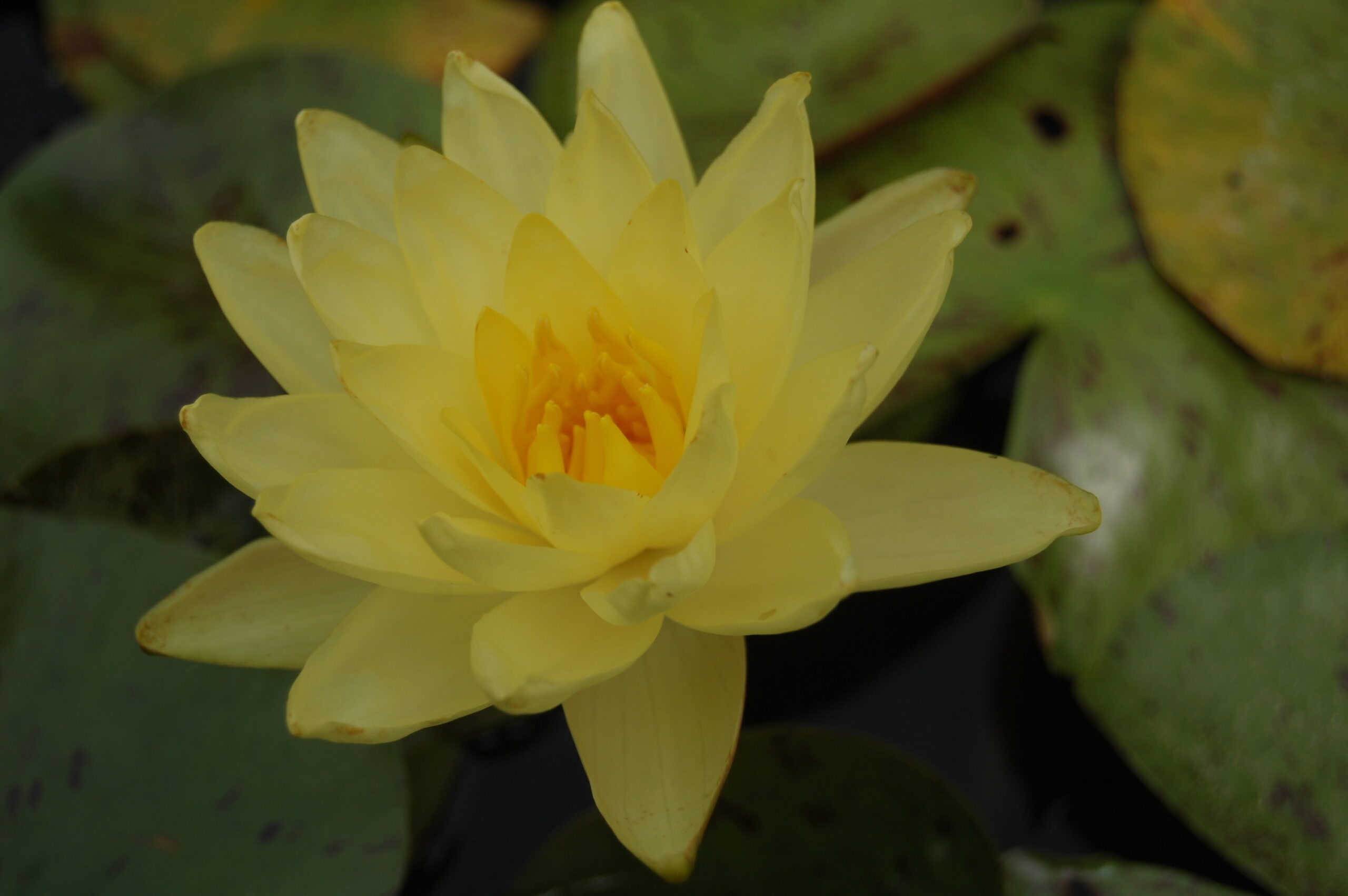 acheter nymphaea Thongsup for sale buy on line (8)