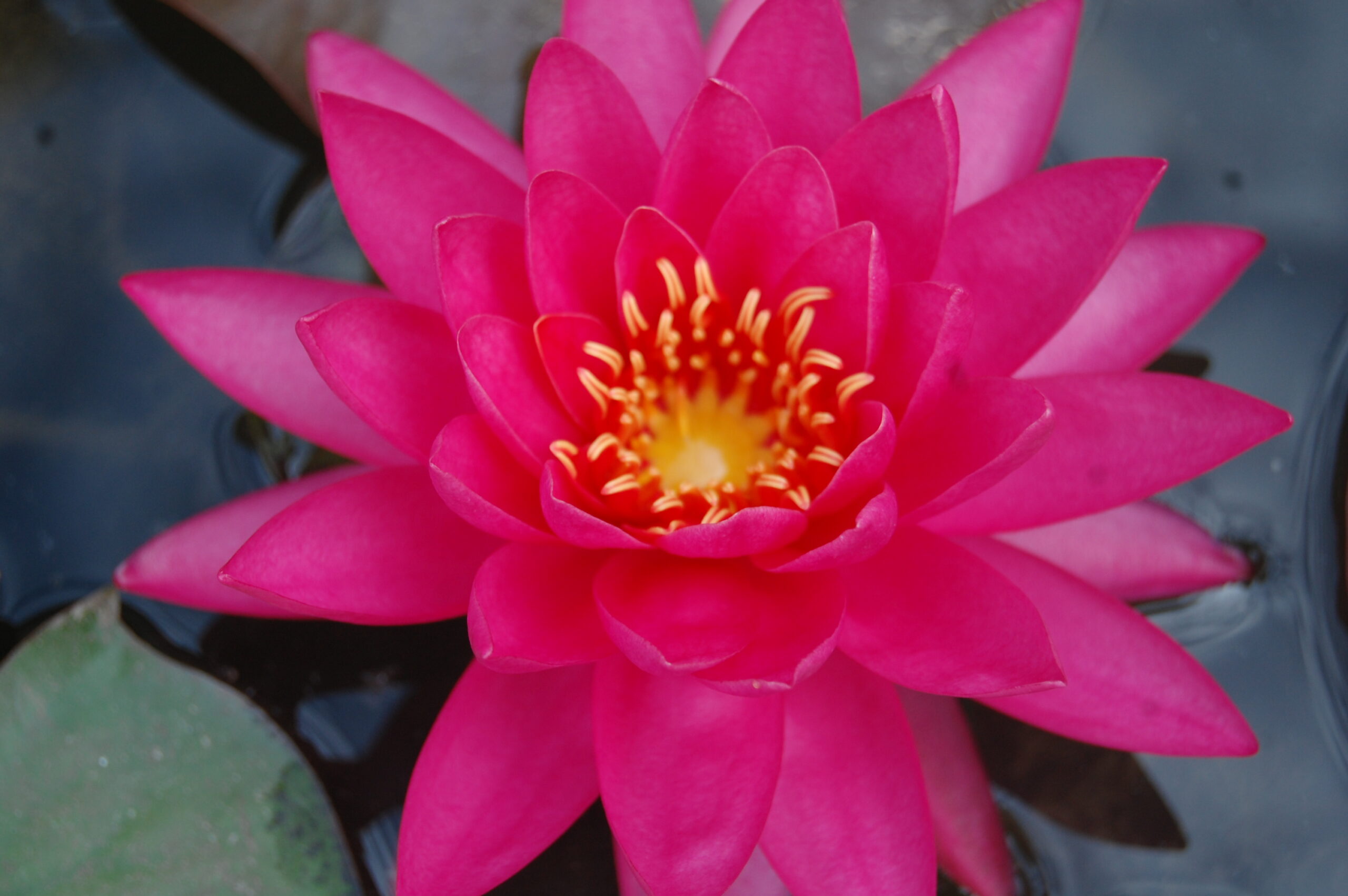 acheter nymphaea Uranie for sale buy on line (11)