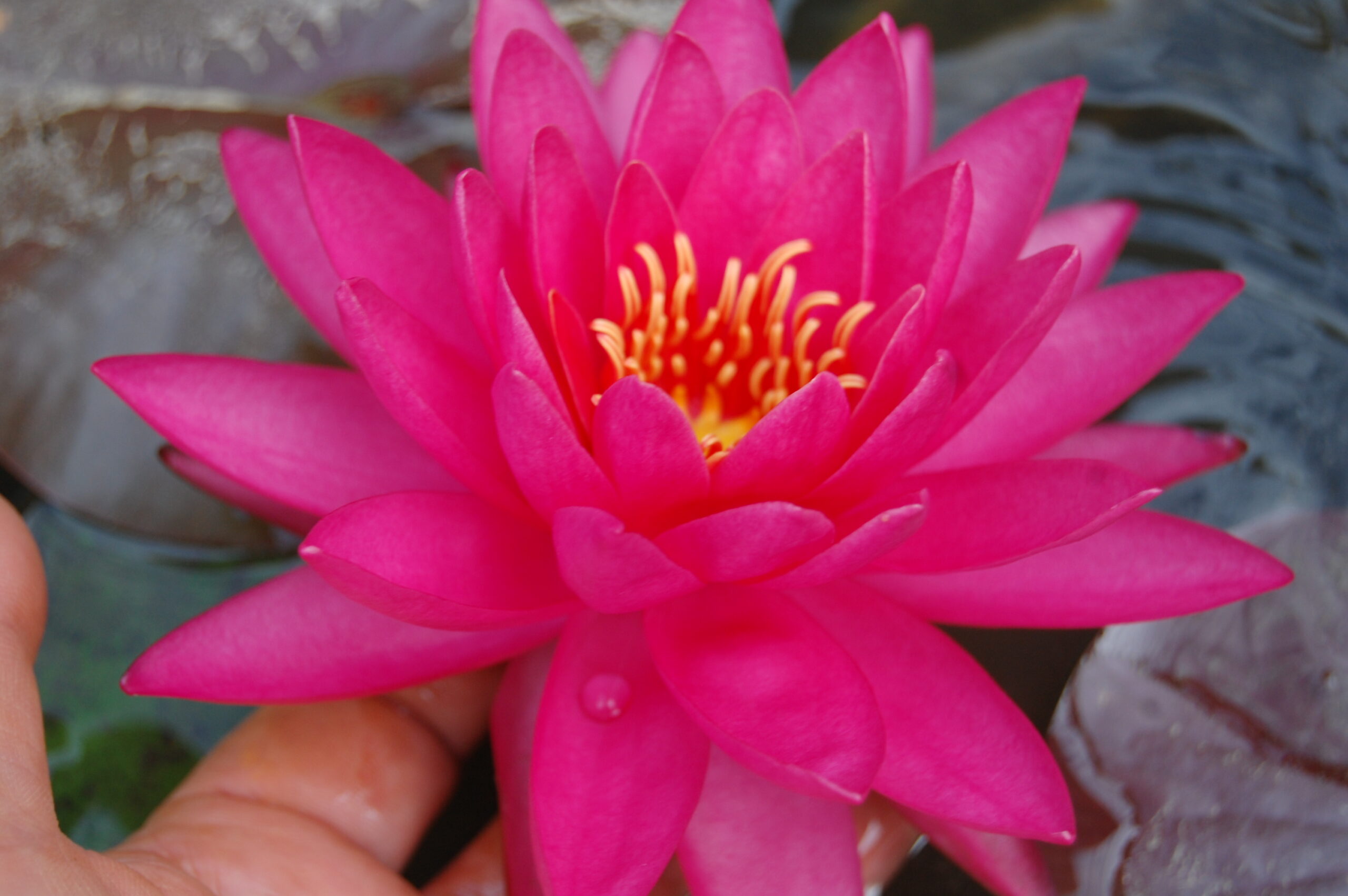 acheter nymphaea Uranie for sale buy on line (12)