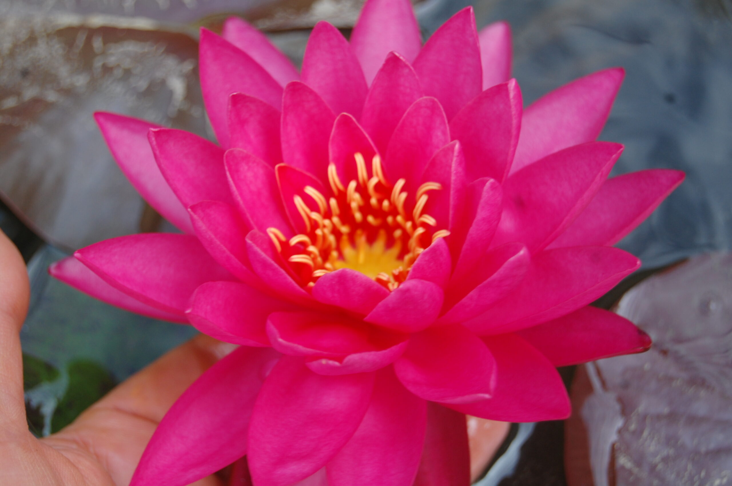 acheter nymphaea Uranie for sale buy on line (13)