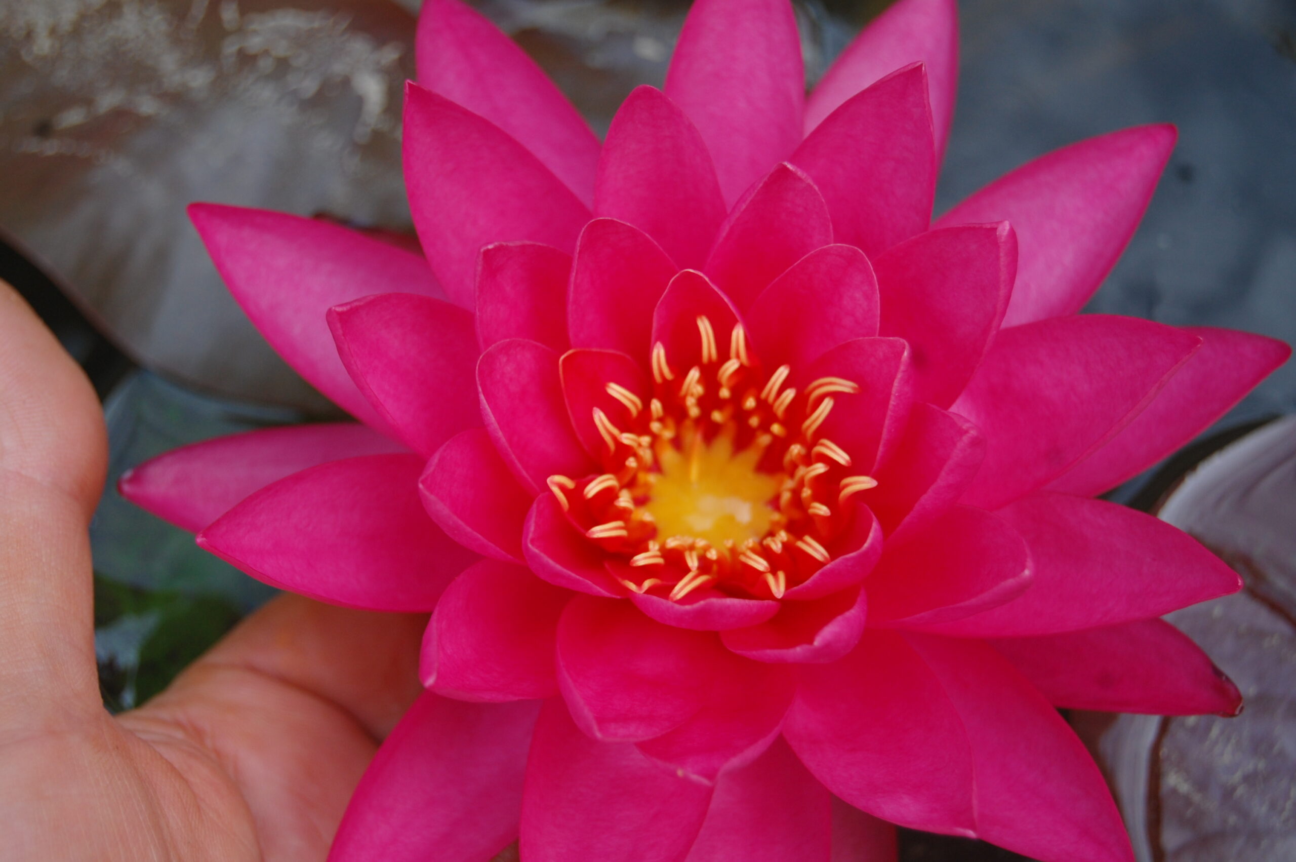 acheter nymphaea Uranie for sale buy on line (14)