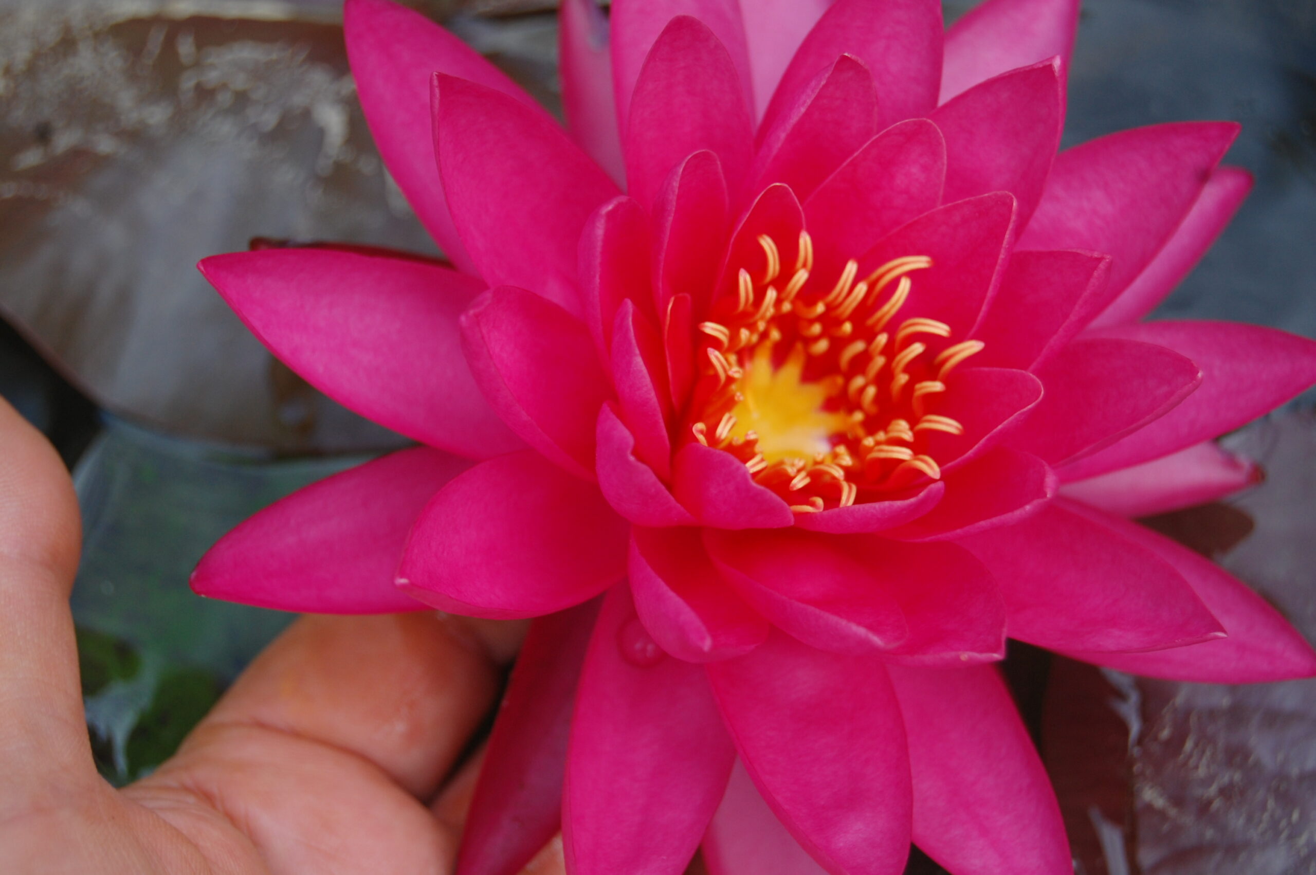 acheter nymphaea Uranie for sale buy on line (15)