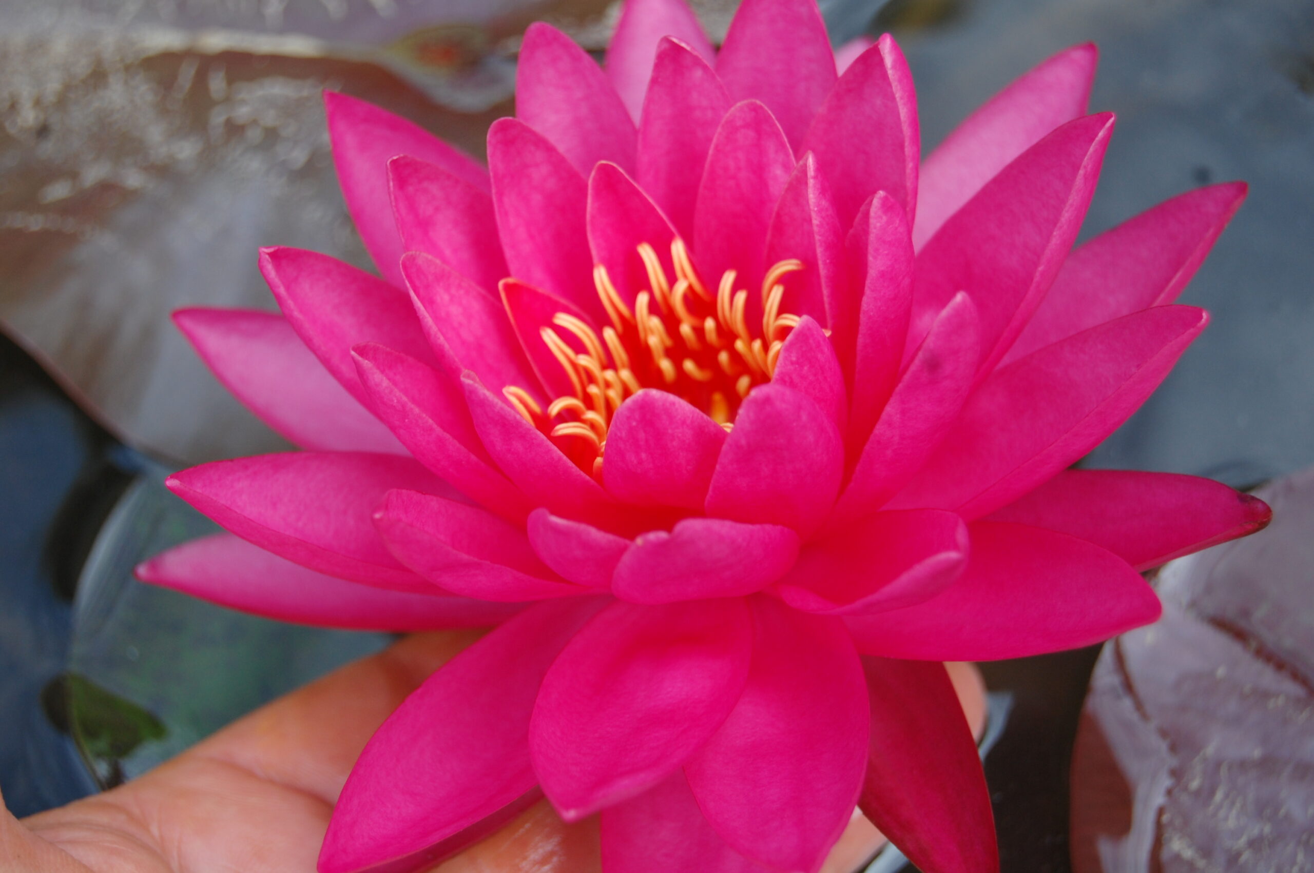 acheter nymphaea Uranie for sale buy on line (18)