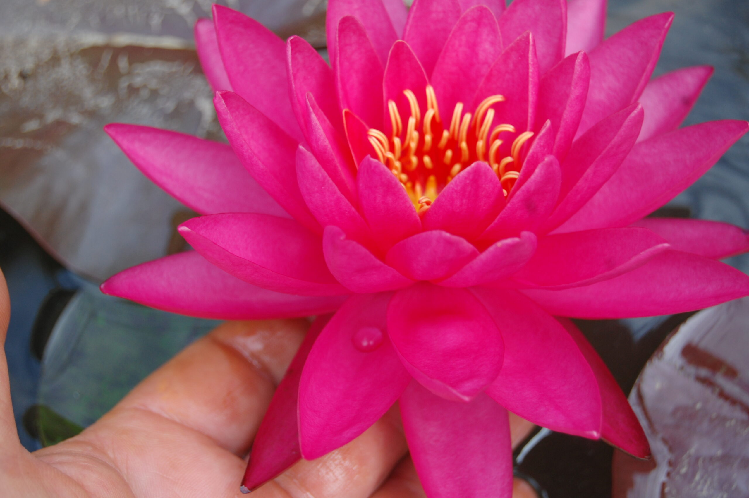 acheter nymphaea Uranie for sale buy on line (19)