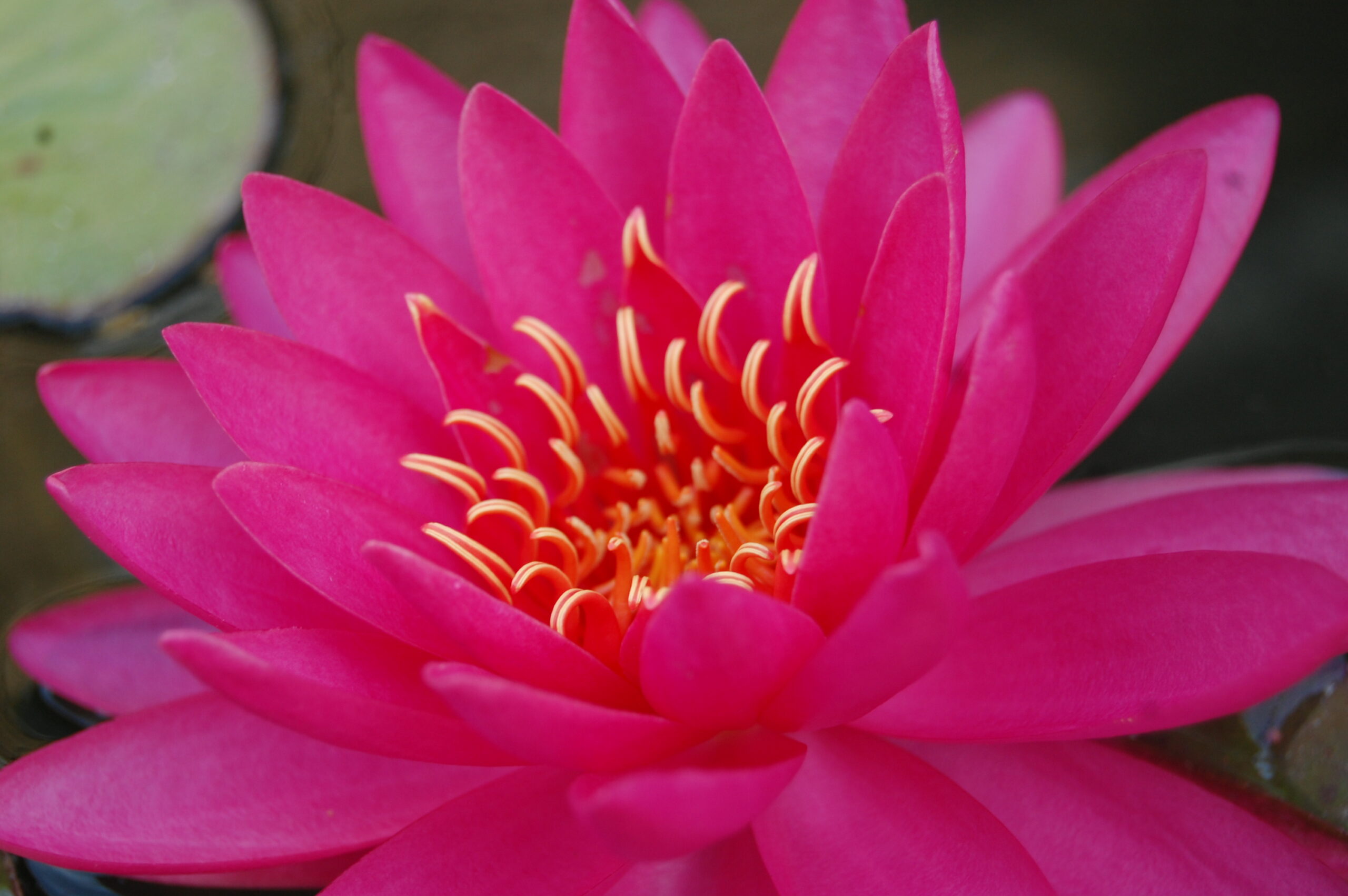 acheter nymphaea Uranie for sale buy on line (23)