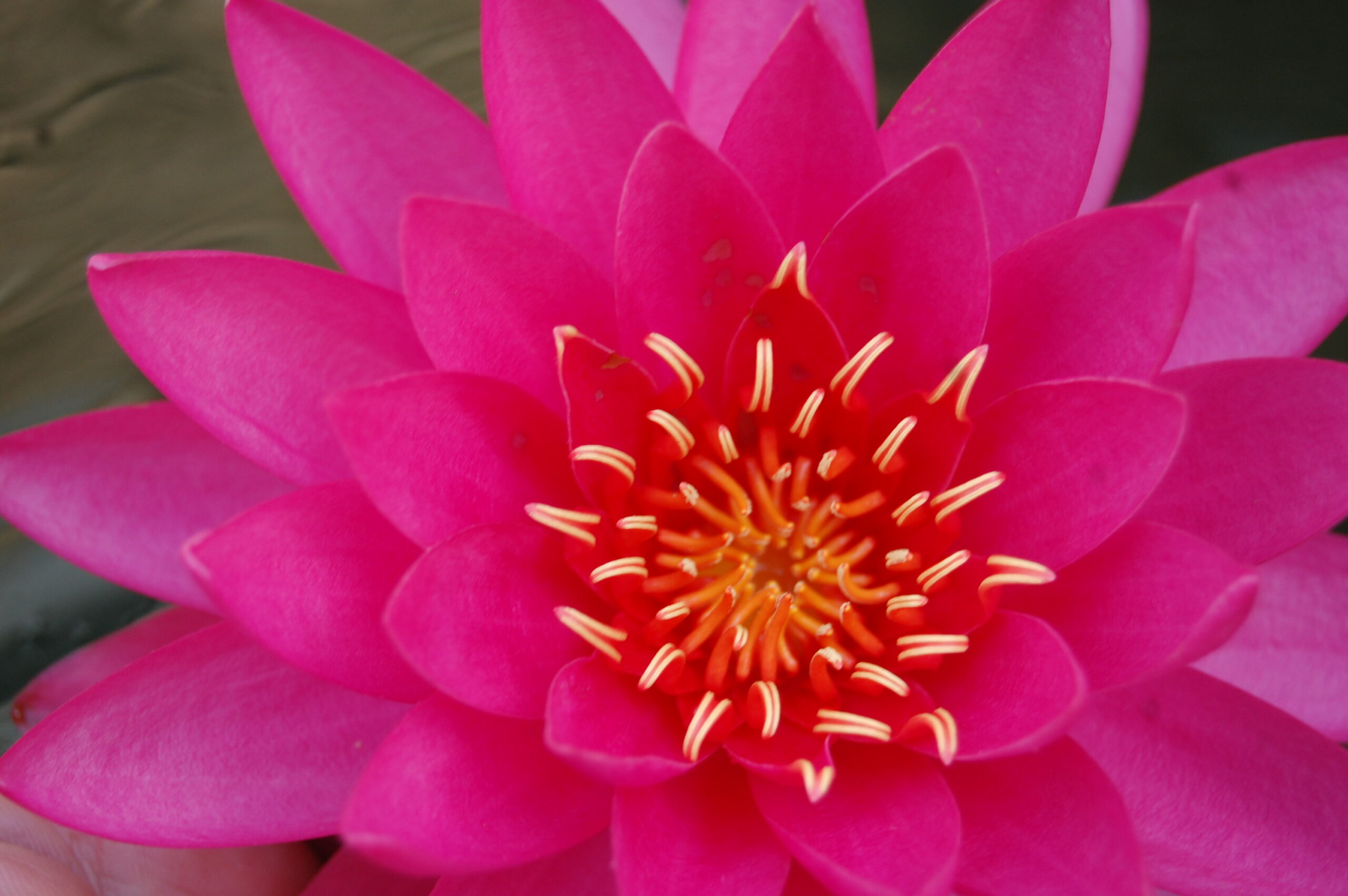 acheter nymphaea Uranie for sale buy on line (25)