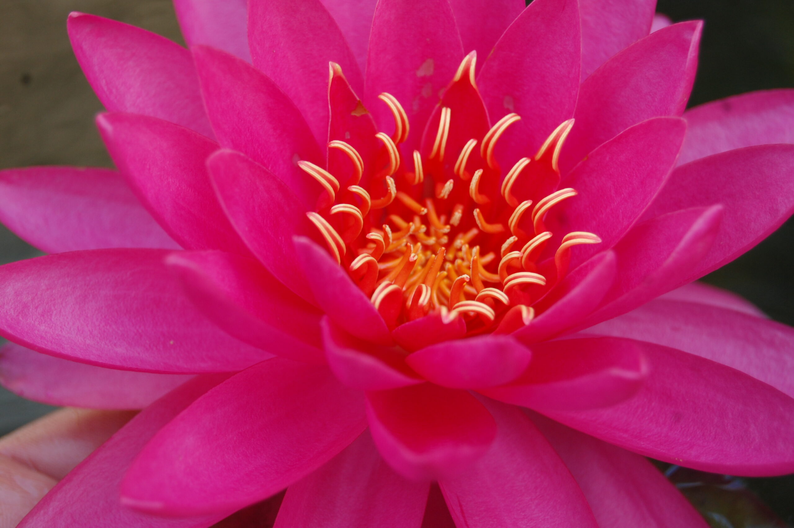 acheter nymphaea Uranie for sale buy on line (27)
