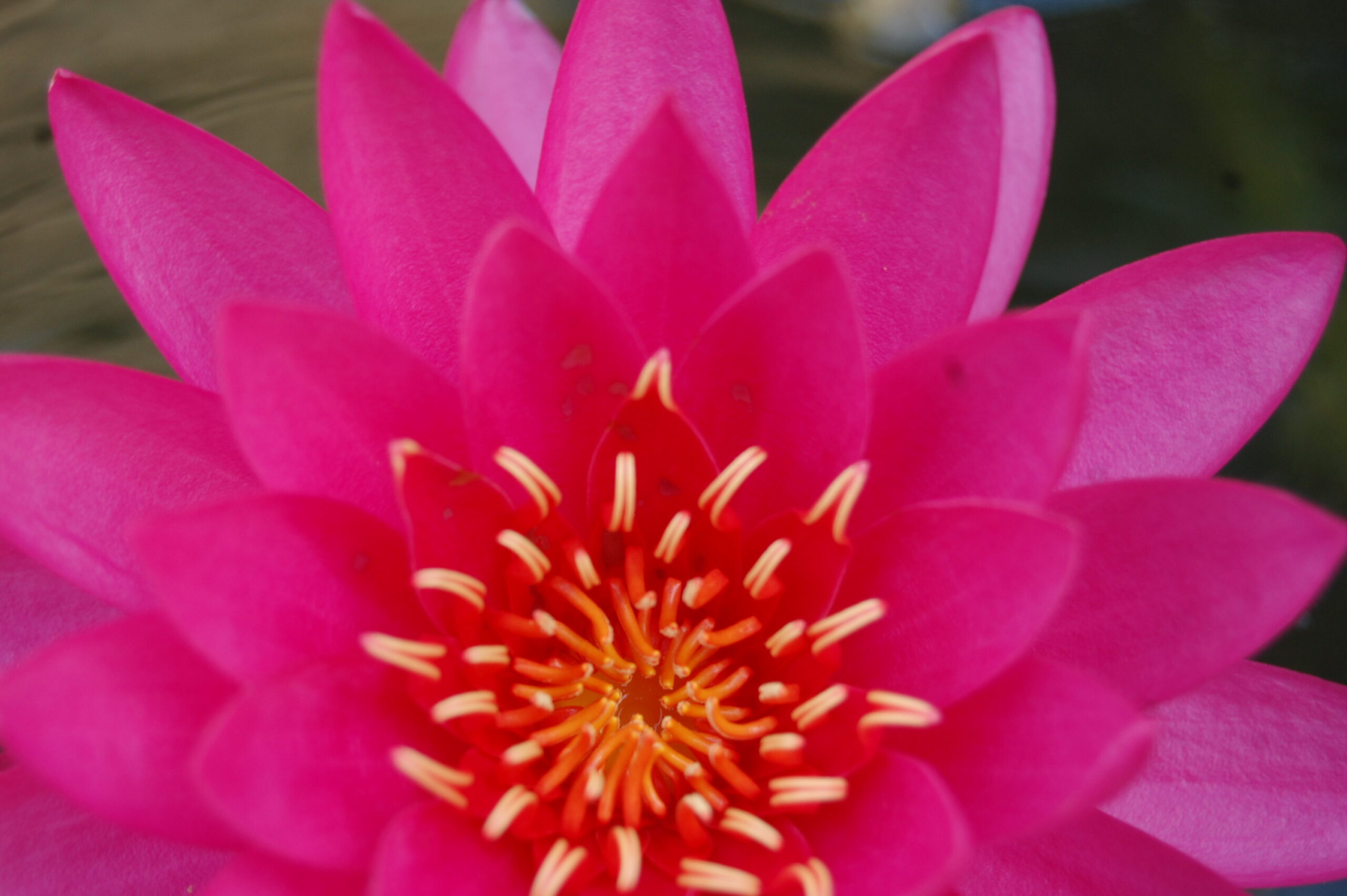 acheter nymphaea Uranie for sale buy on line (30)