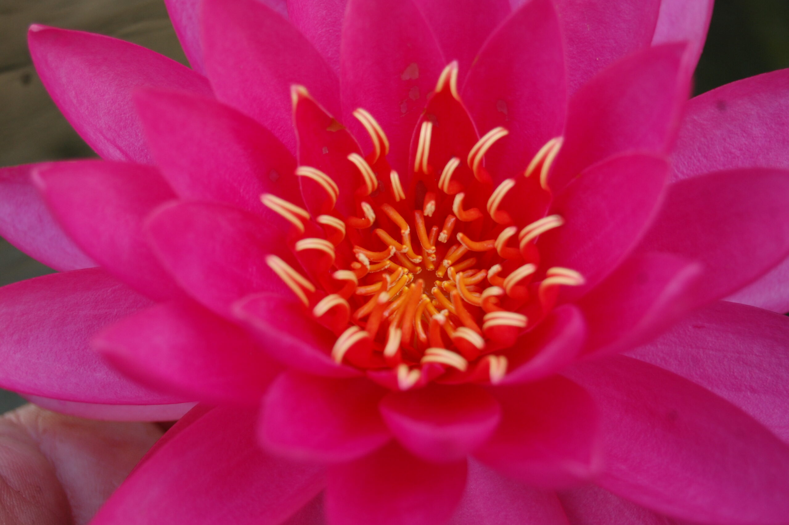 acheter nymphaea Uranie for sale buy on line (32)