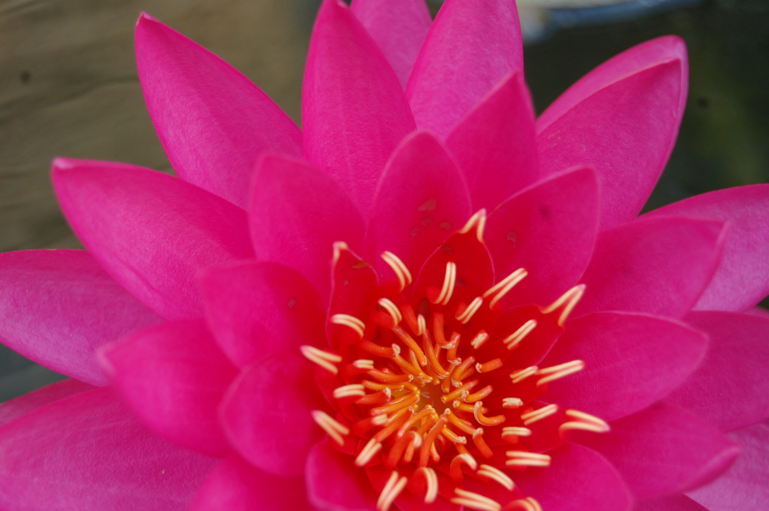 acheter nymphaea Uranie for sale buy on line (34)