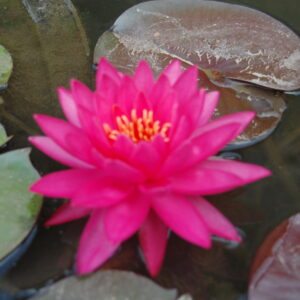 acheter nymphaea Uranie for sale buy on line (4)