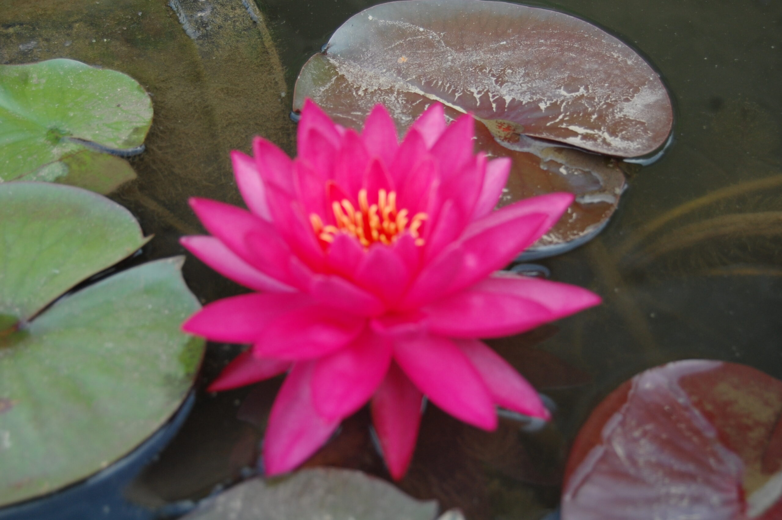 acheter nymphaea Uranie for sale buy on line (4)