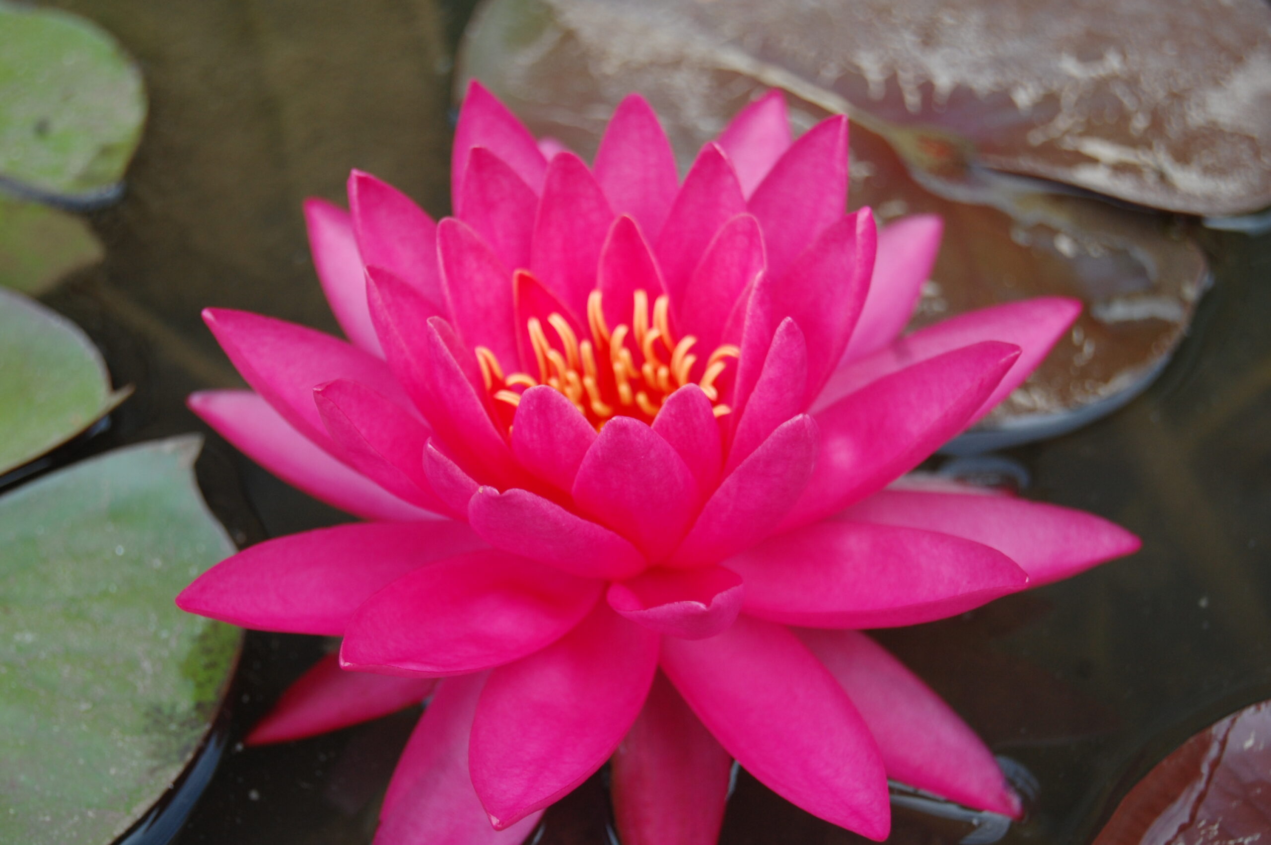 acheter nymphaea Uranie for sale buy on line (5)