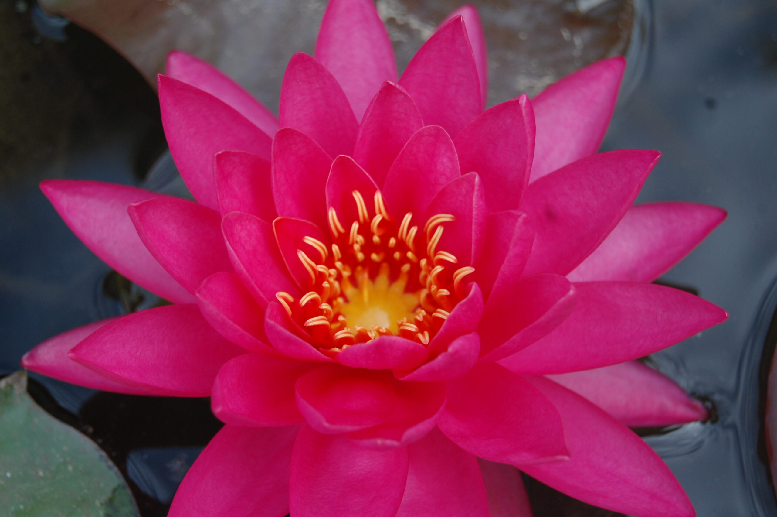 acheter nymphaea Uranie for sale buy on line (6)
