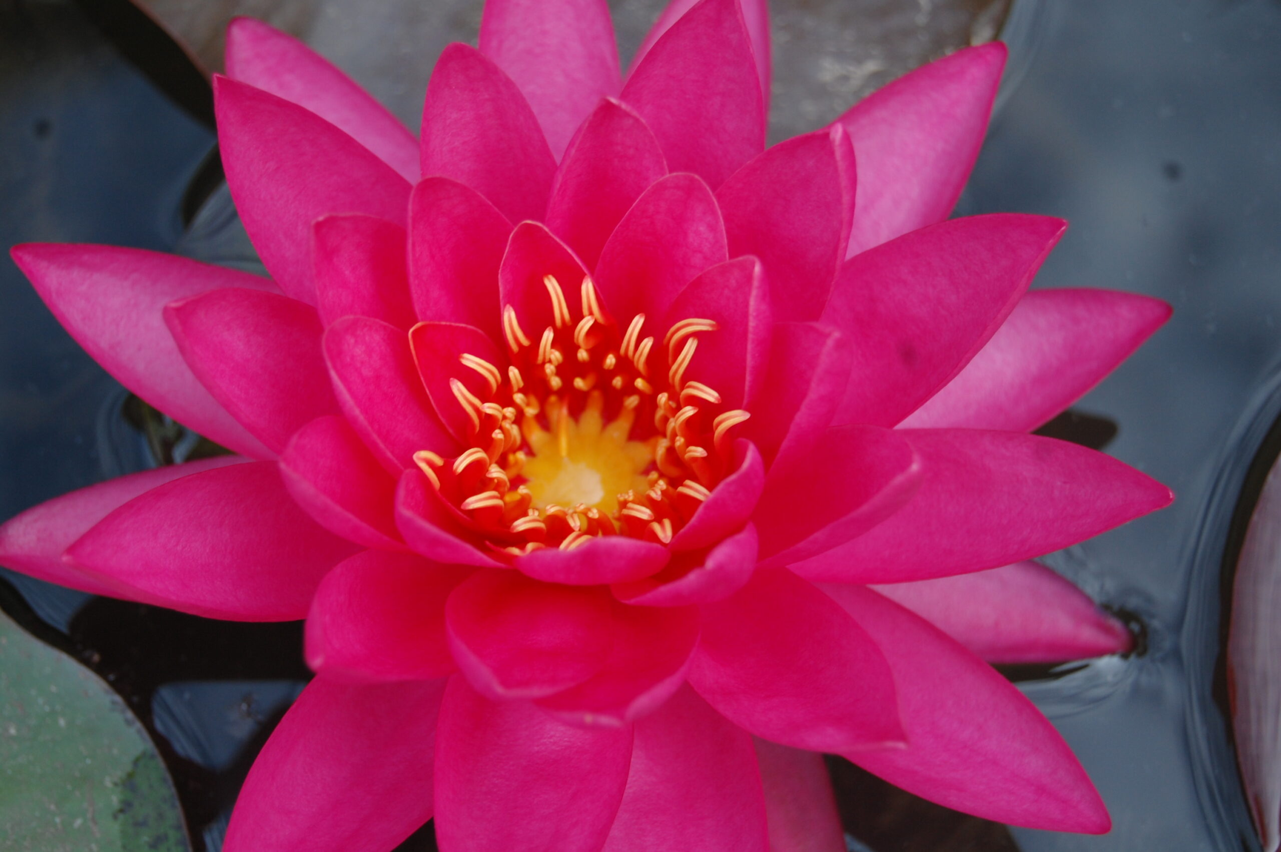 acheter nymphaea Uranie for sale buy on line (7)