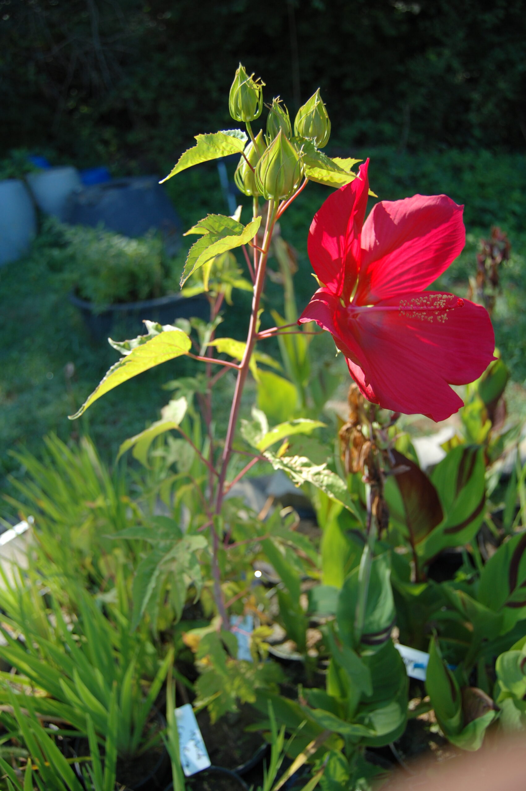 DSC 0027