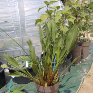 acheter Sagittaria Lancifolia Ruminoides for sale buy on line (1)
