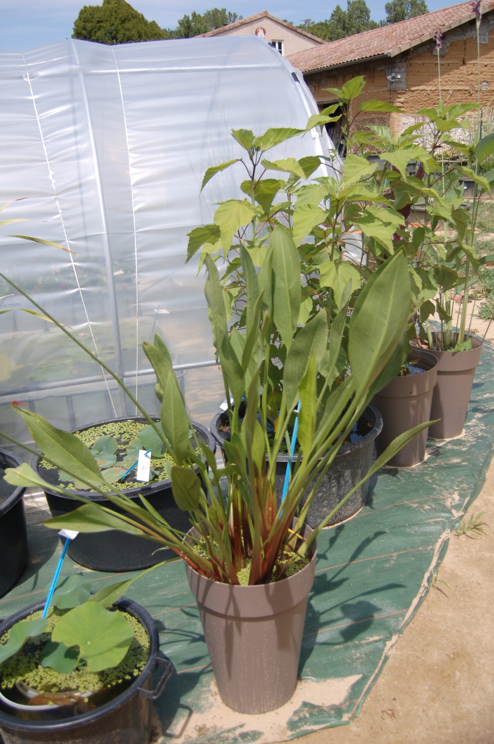 acheter Sagittaria Lancifolia Ruminoides for sale buy on line (1)