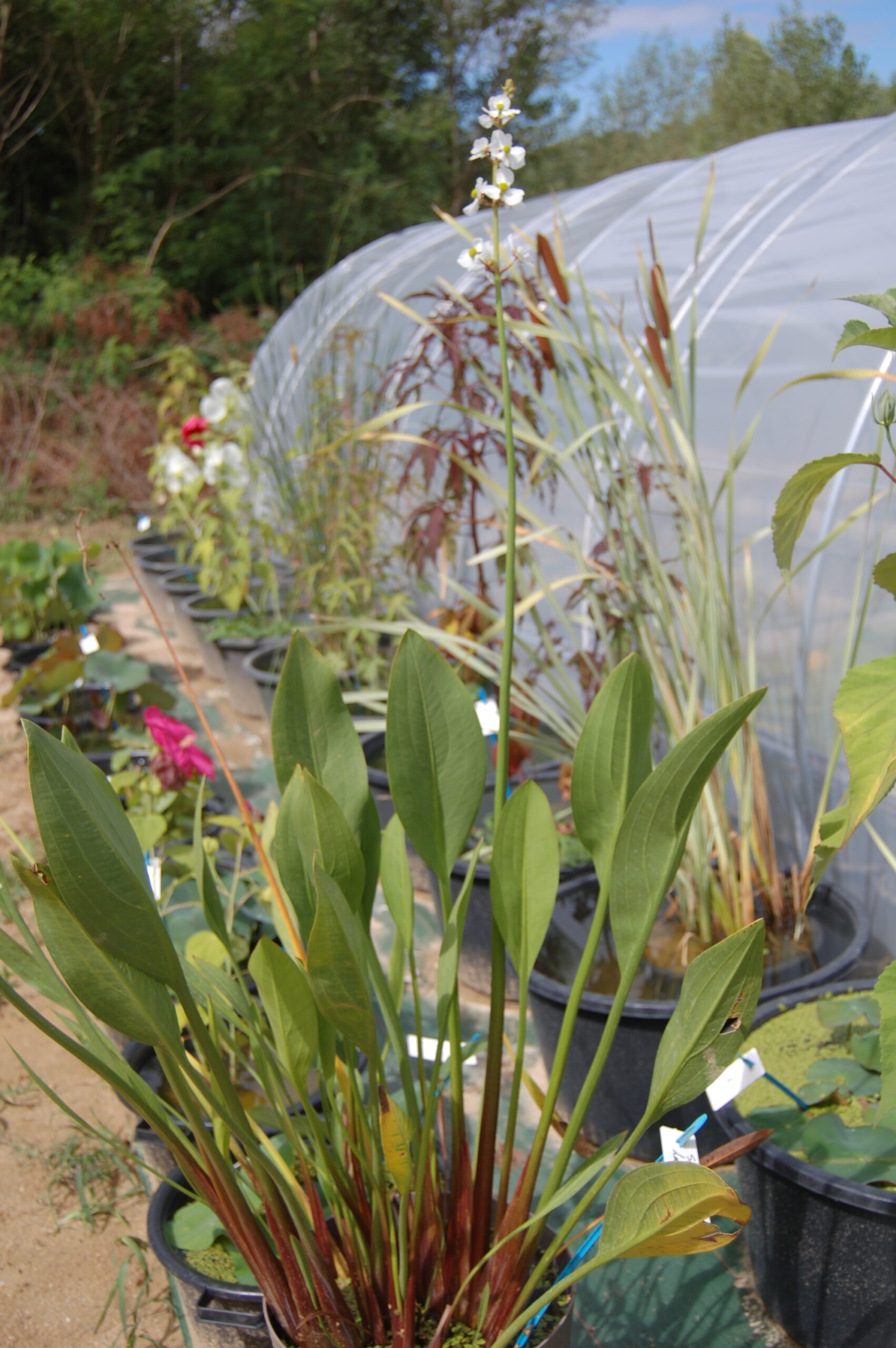 acheter Sagittaria Lancifolia Ruminoides for sale buy on line (18)