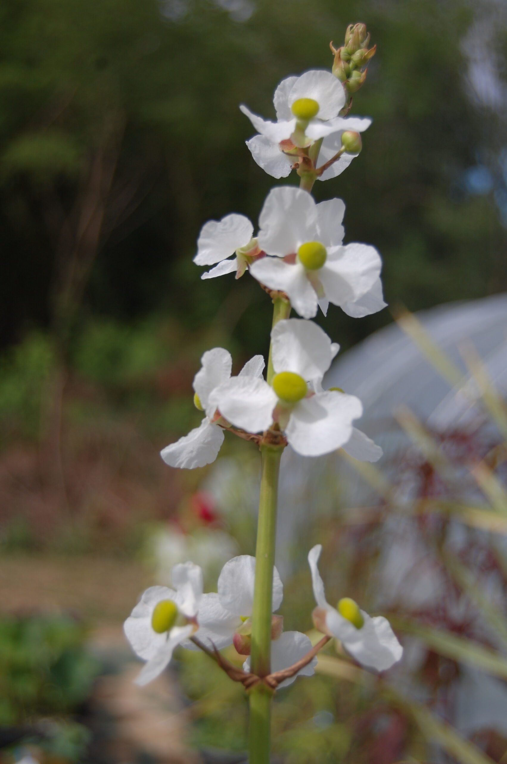 acheter Sagittaria Lancifolia Ruminoides for sale buy on line (2)